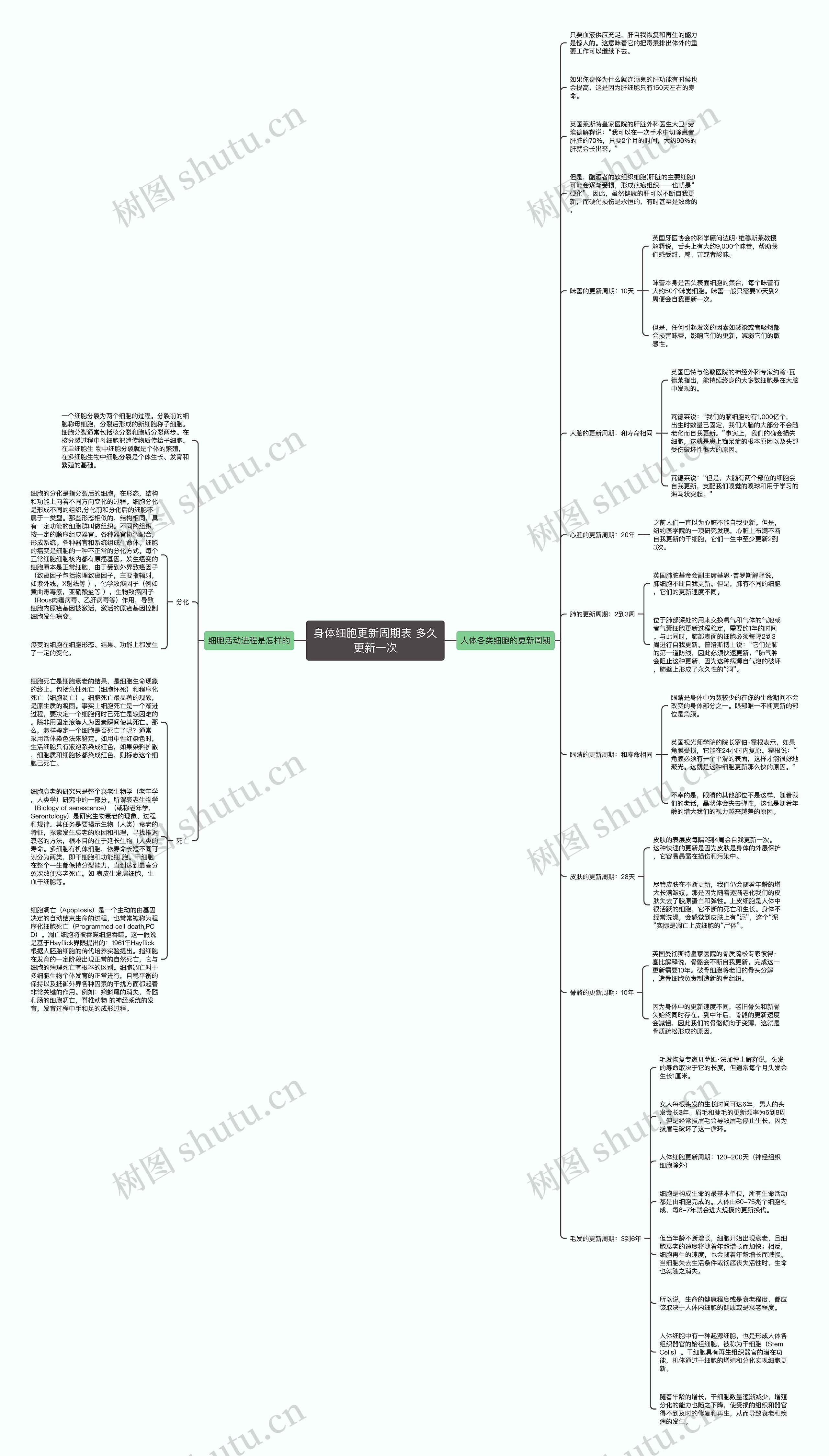 身体细胞更新周期表 多久更新一次思维导图