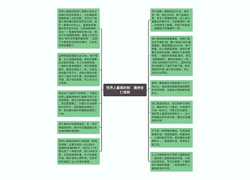 世界上最高的树：澳洲杏仁桉树