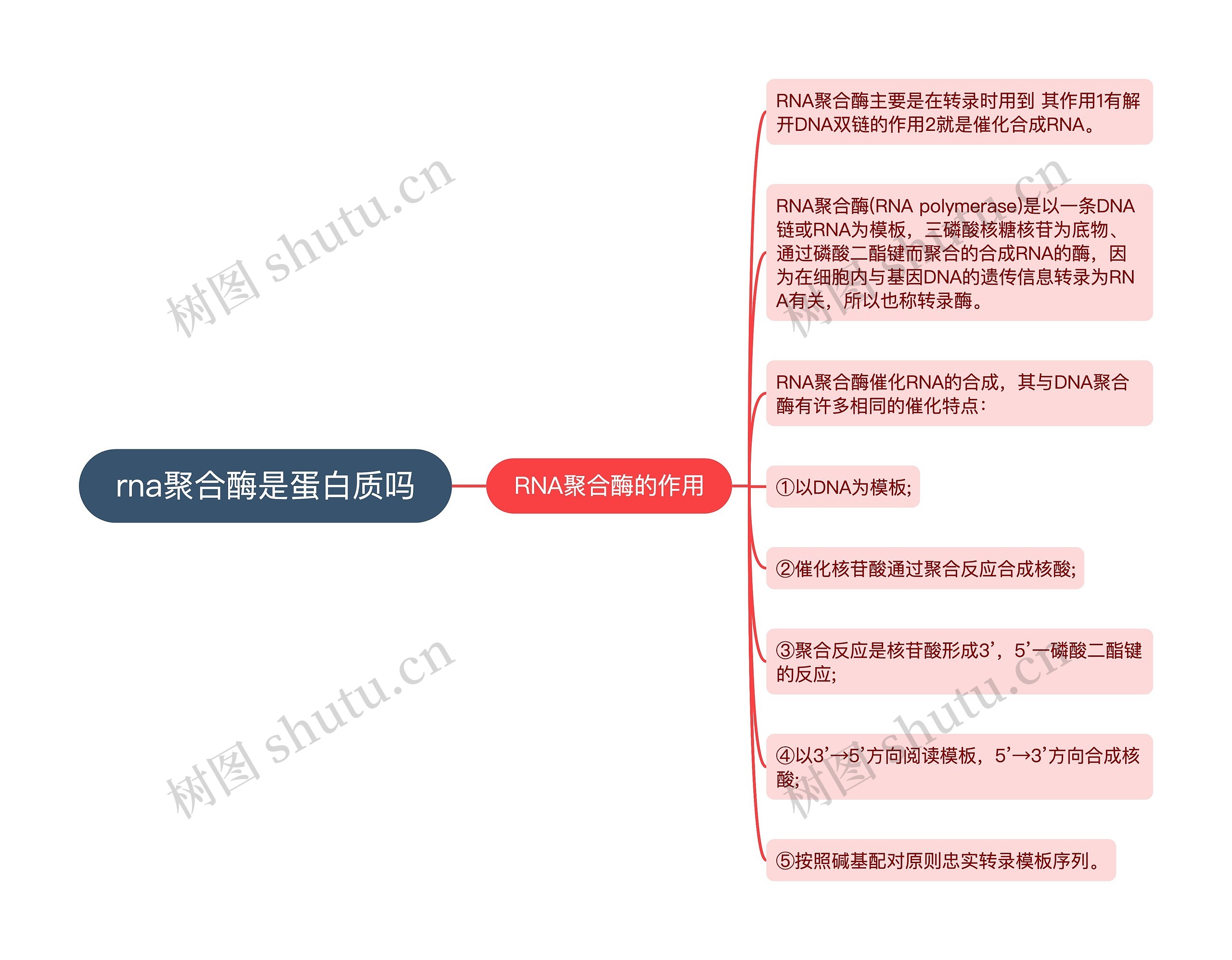 rna聚合酶是蛋白质吗