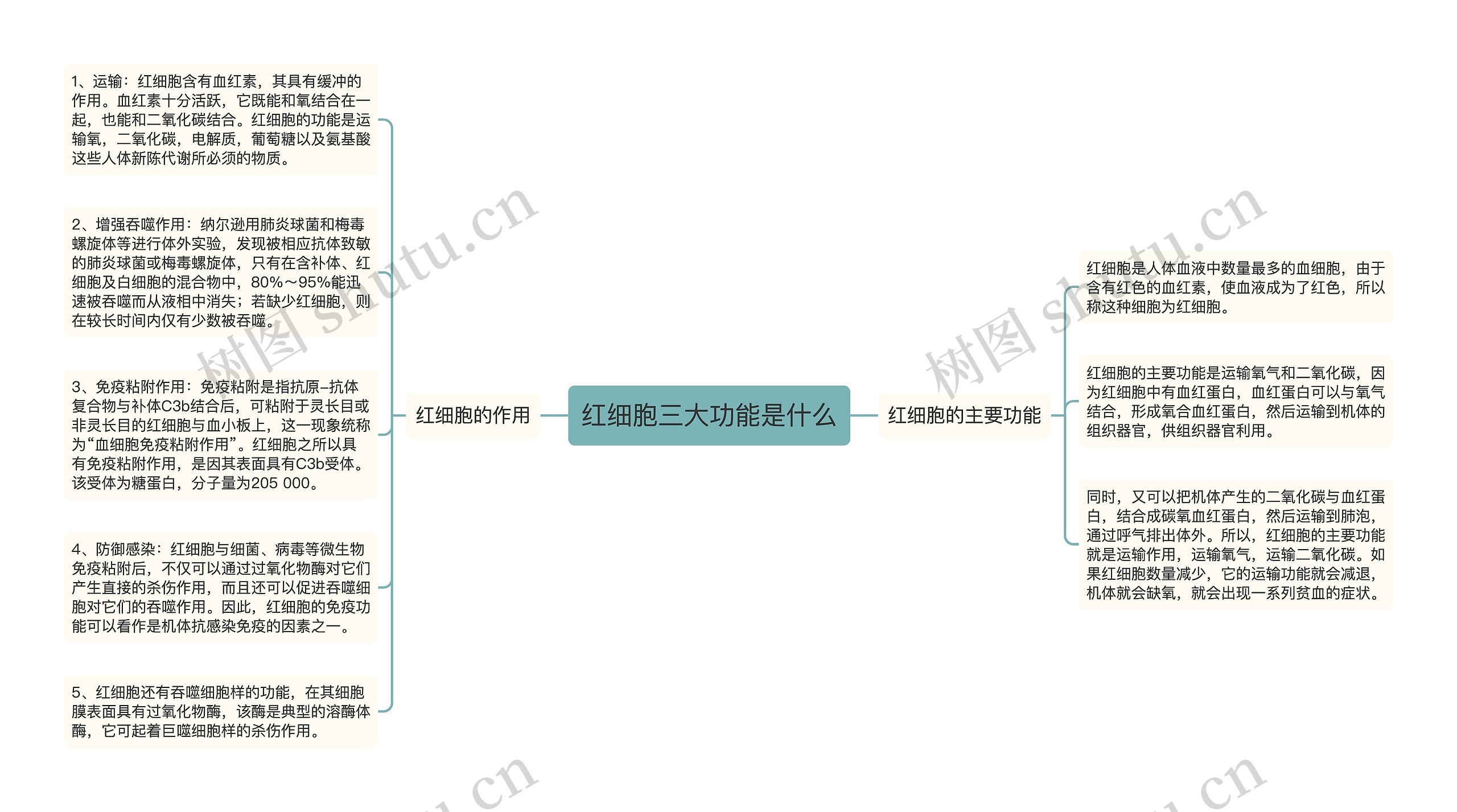 红细胞三大功能是什么思维导图