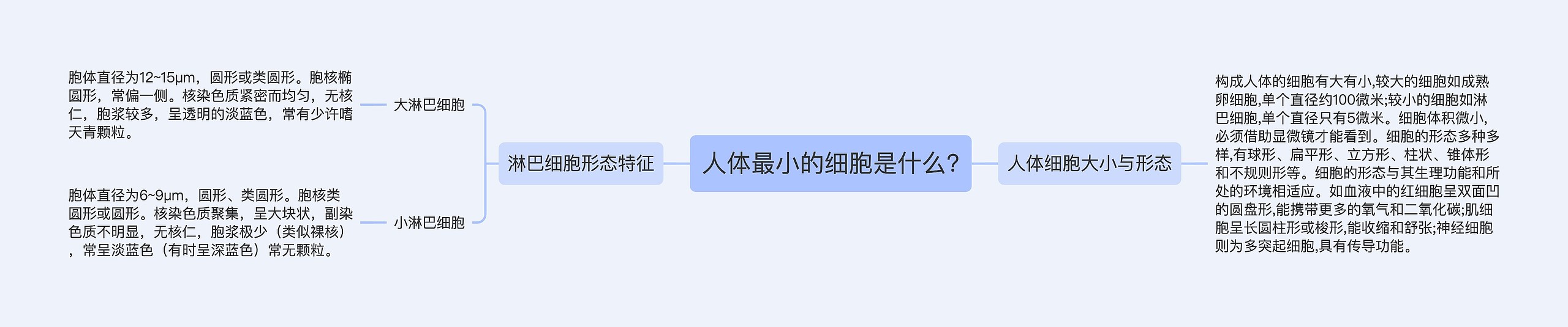 人体最小的细胞是什么?