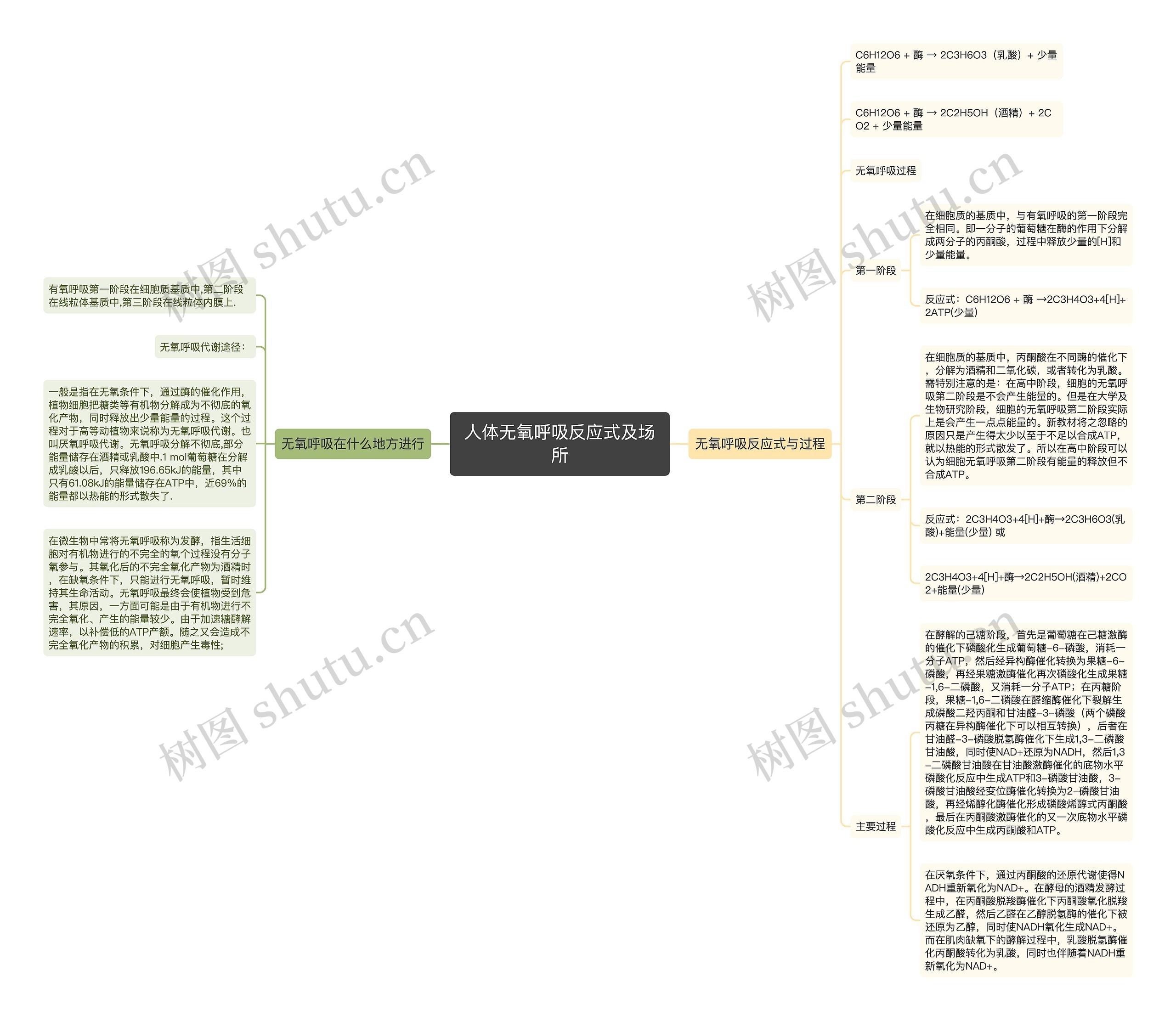 人体无氧呼吸反应式及场所思维导图