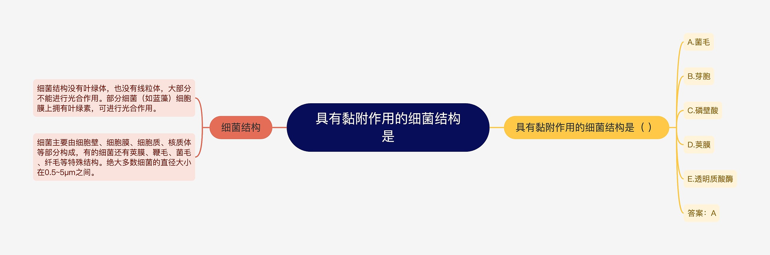 具有黏附作用的细菌结构是