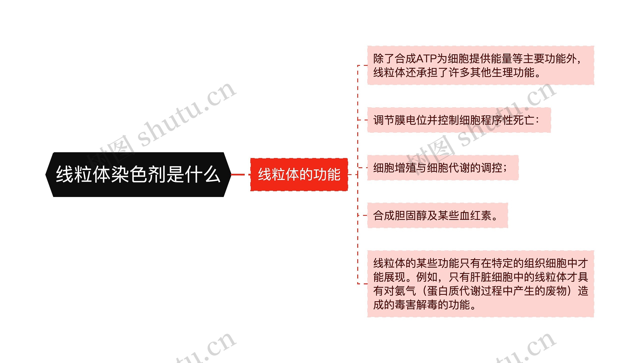 线粒体染色剂是什么 线粒体染色剂是什么