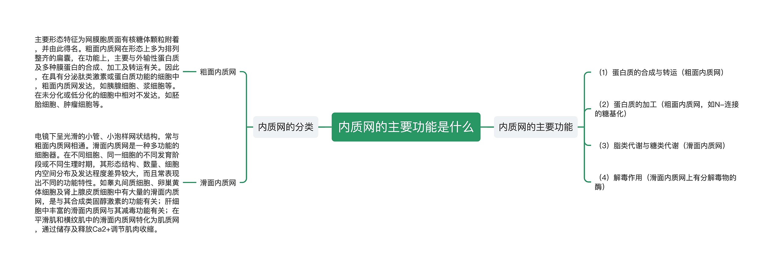 内质网的主要功能是什么