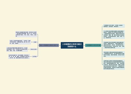 人体细胞的分类和功能分别都是什么