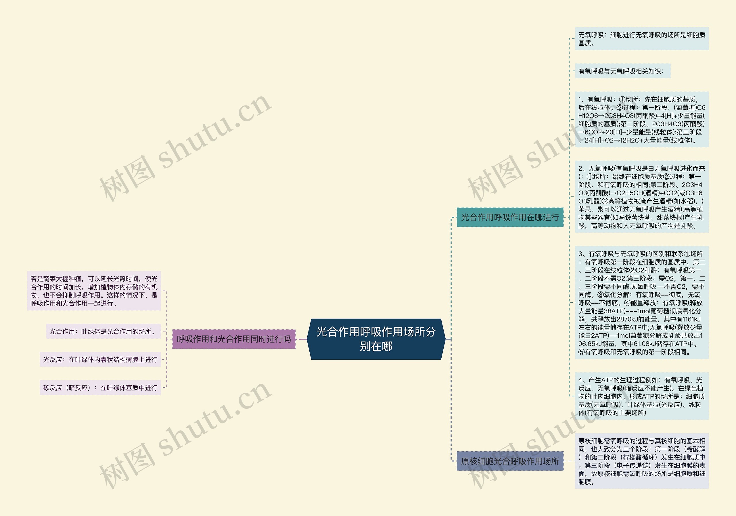 光合作用呼吸作用场所分别在哪