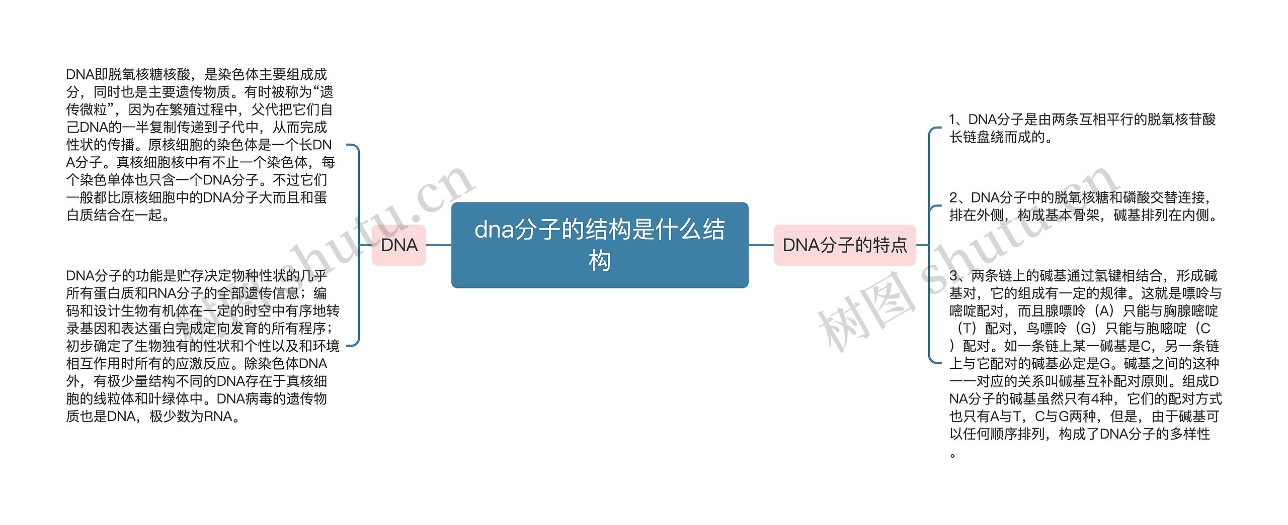 dna分子的结构是什么结构思维导图