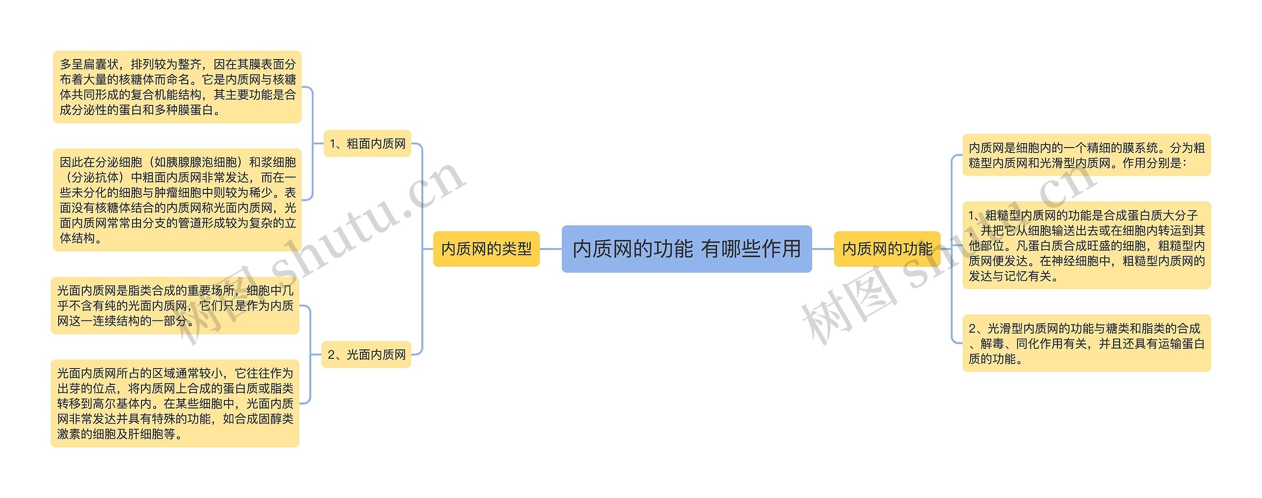 内质网的功能 有哪些作用思维导图