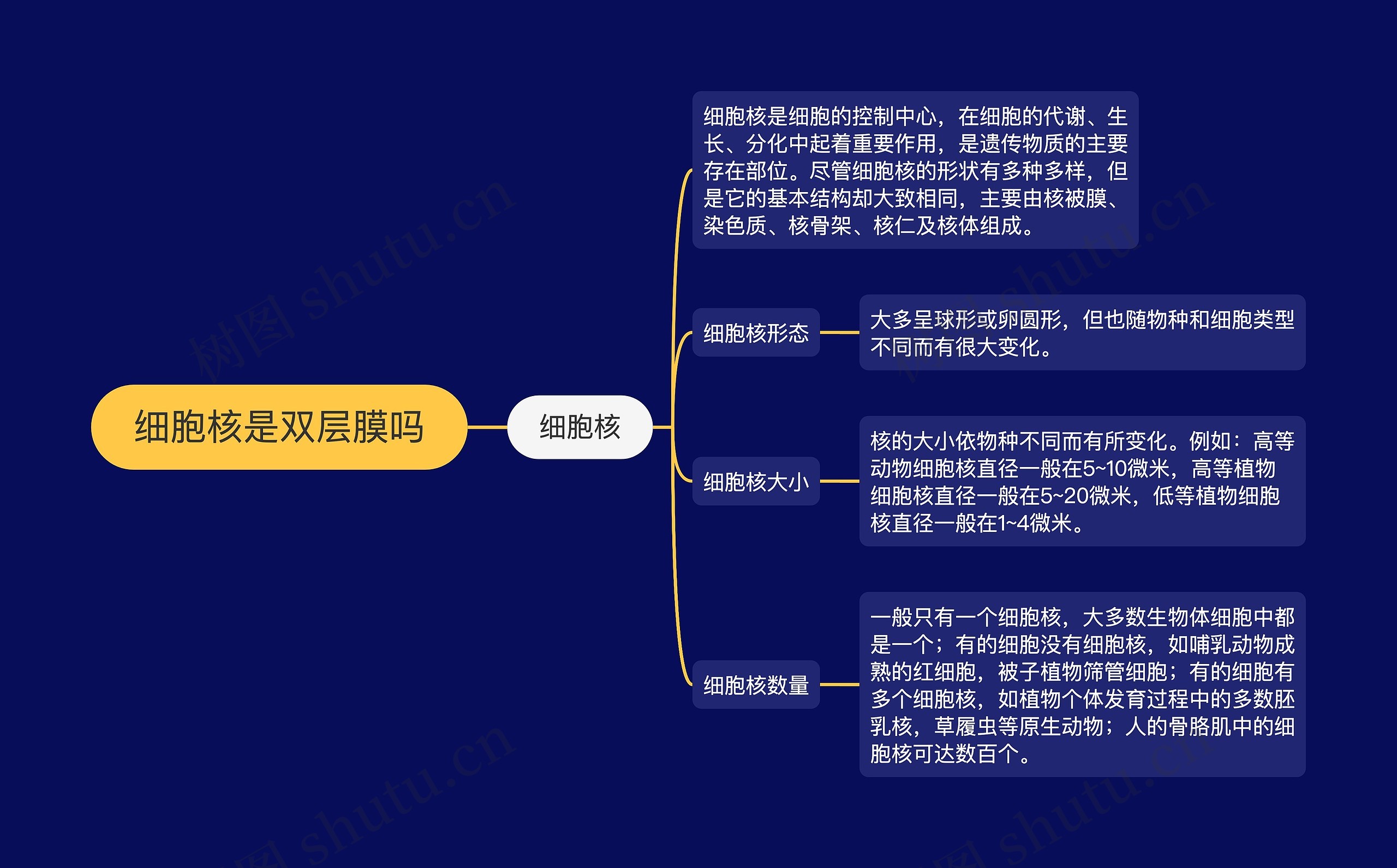 细胞核是双层膜吗思维导图