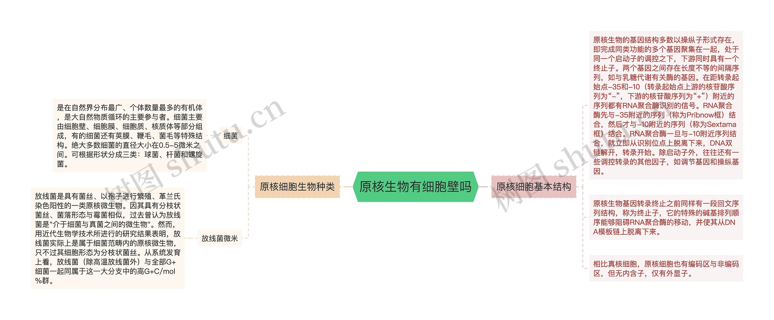 原核生物有细胞壁吗思维导图