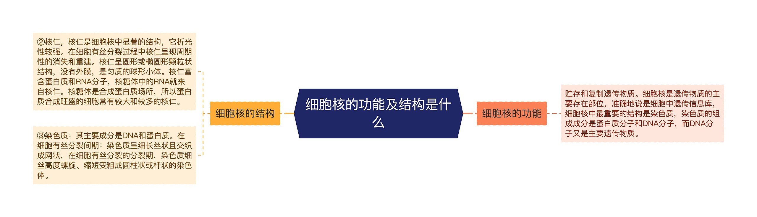 细胞核的功能及结构是什么思维导图