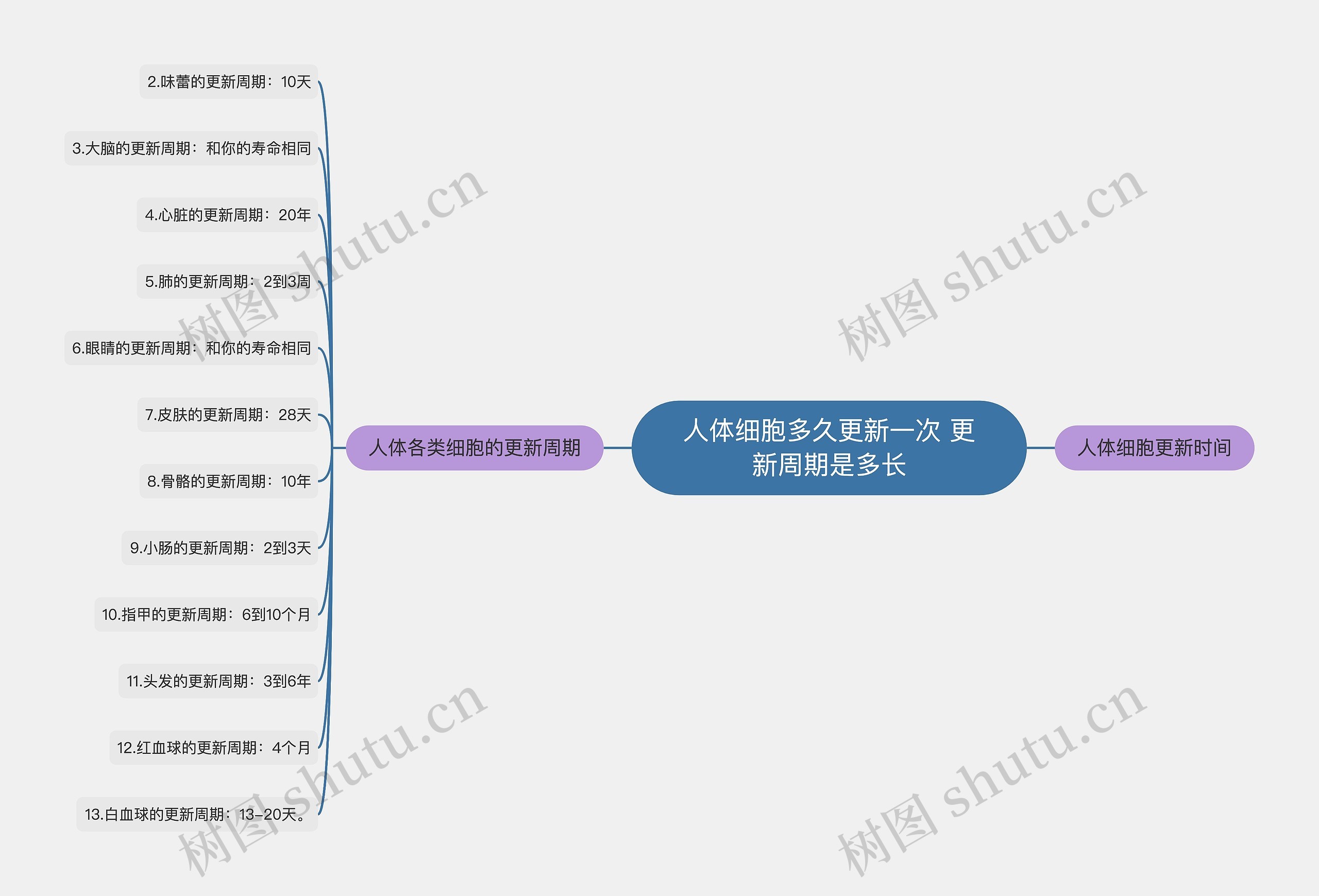 人体细胞多久更新一次 更新周期是多长思维导图