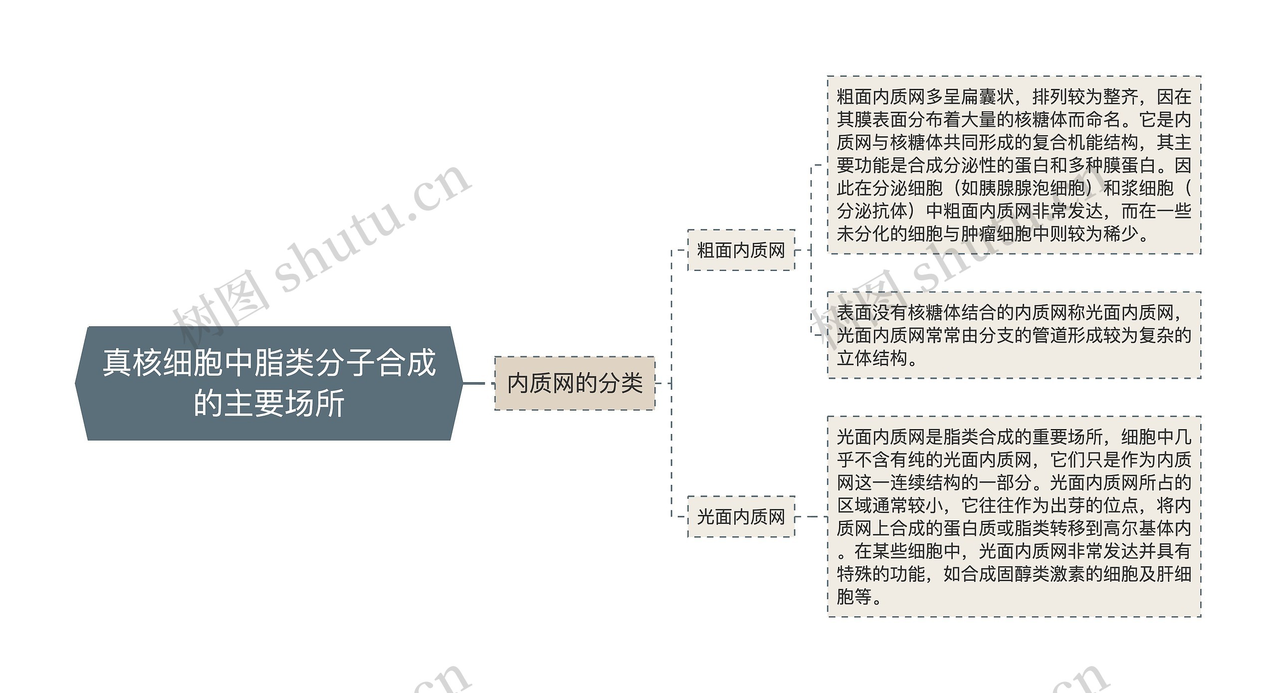 真核细胞中脂类分子合成的主要场所