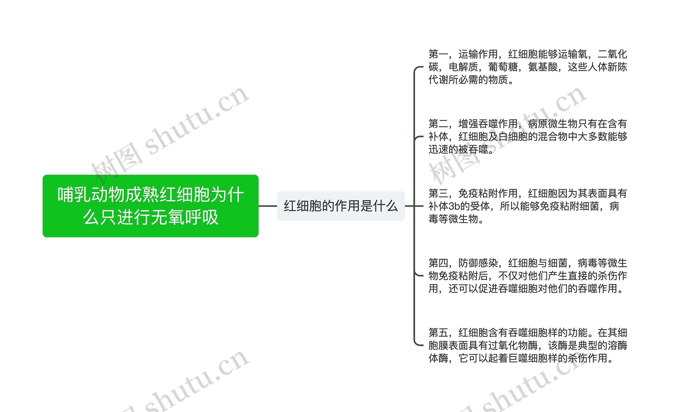 哺乳动物成熟红细胞为什么只进行无氧呼吸思维导图