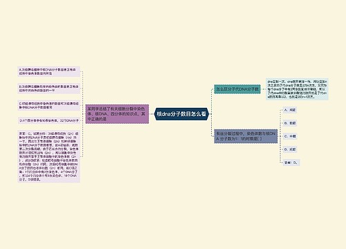 核dna分子数目怎么看