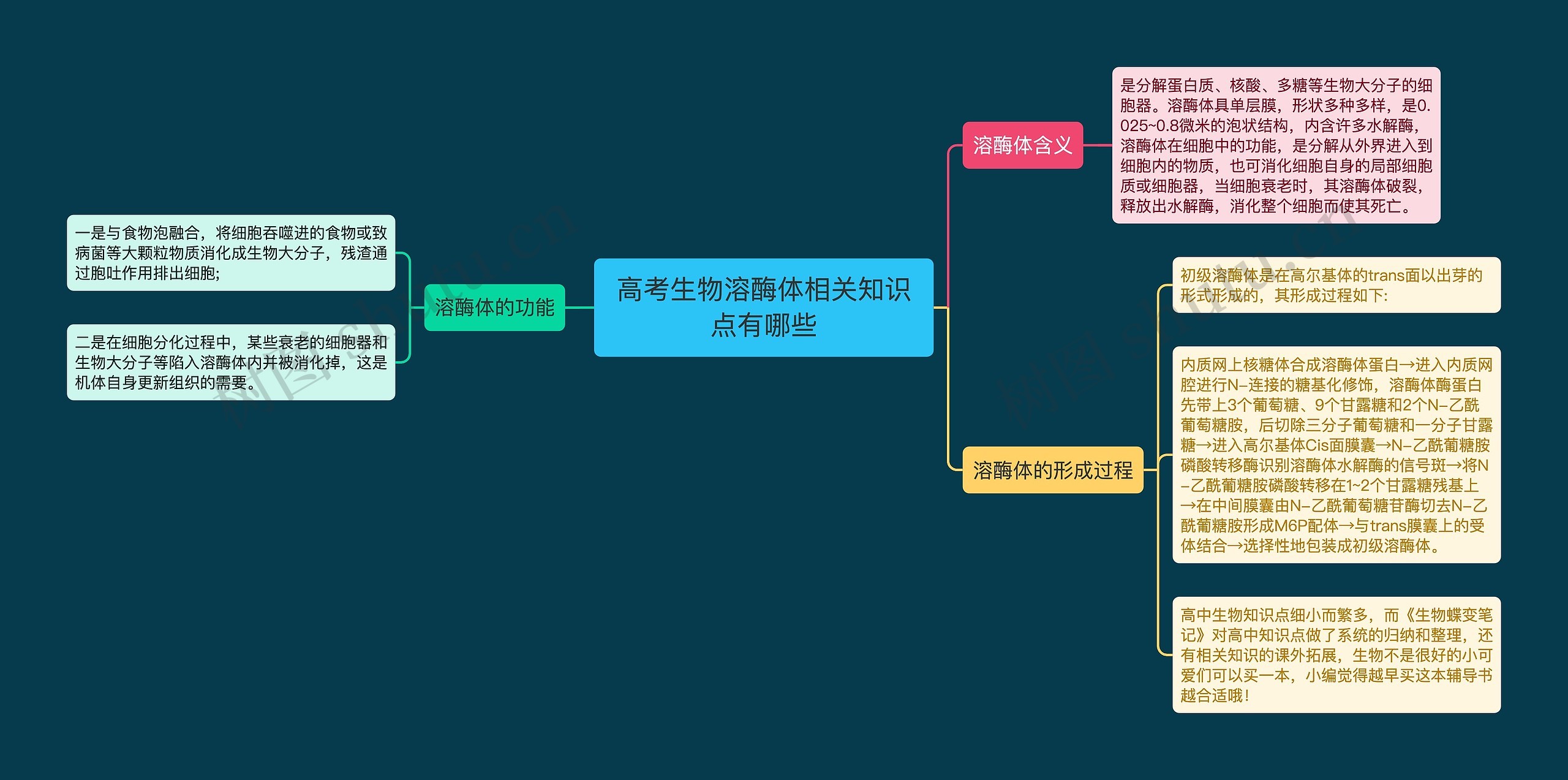 高考生物溶酶体相关知识点有哪些