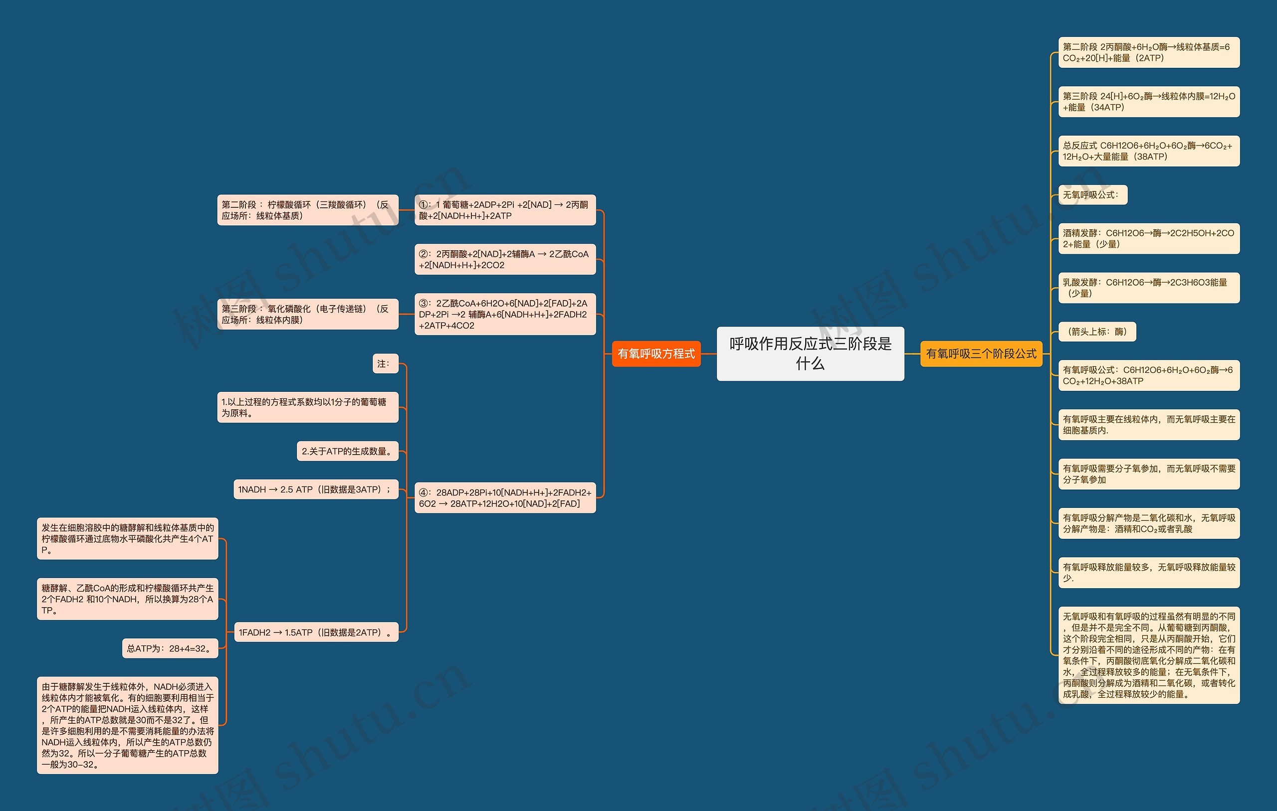 呼吸作用反应式三阶段是什么思维导图