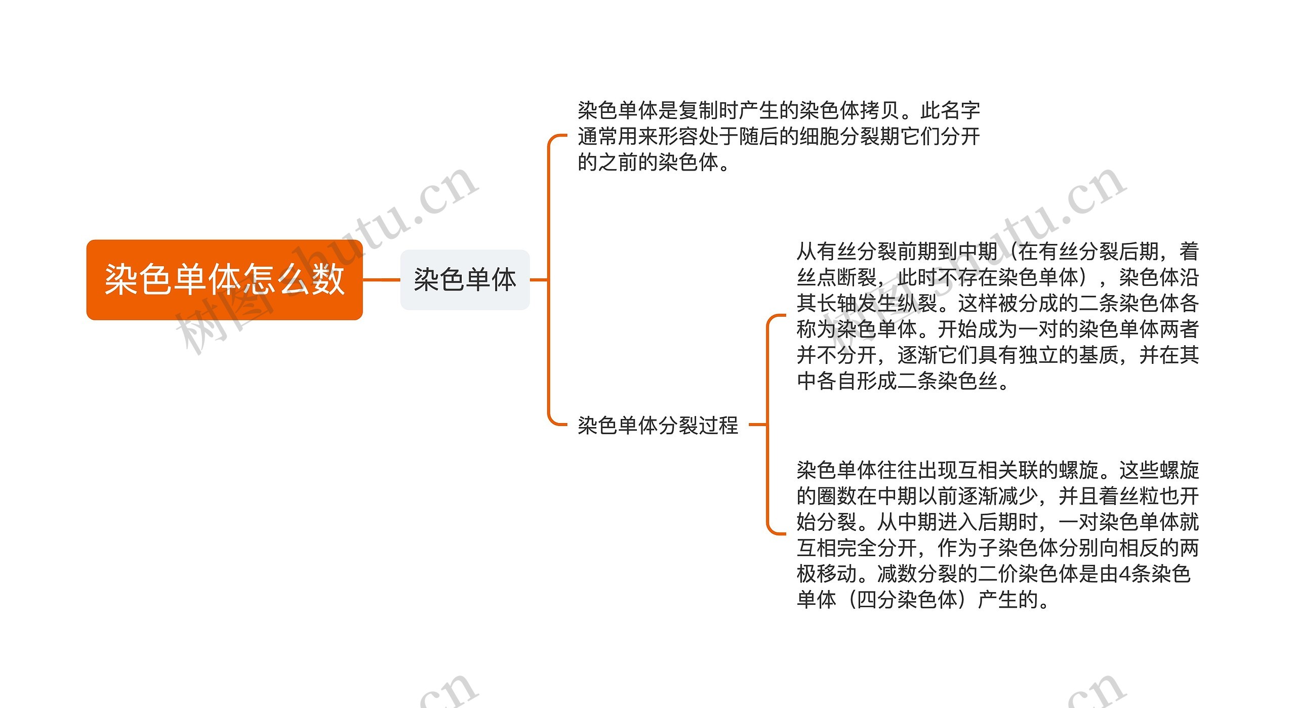 染色单体怎么数思维导图