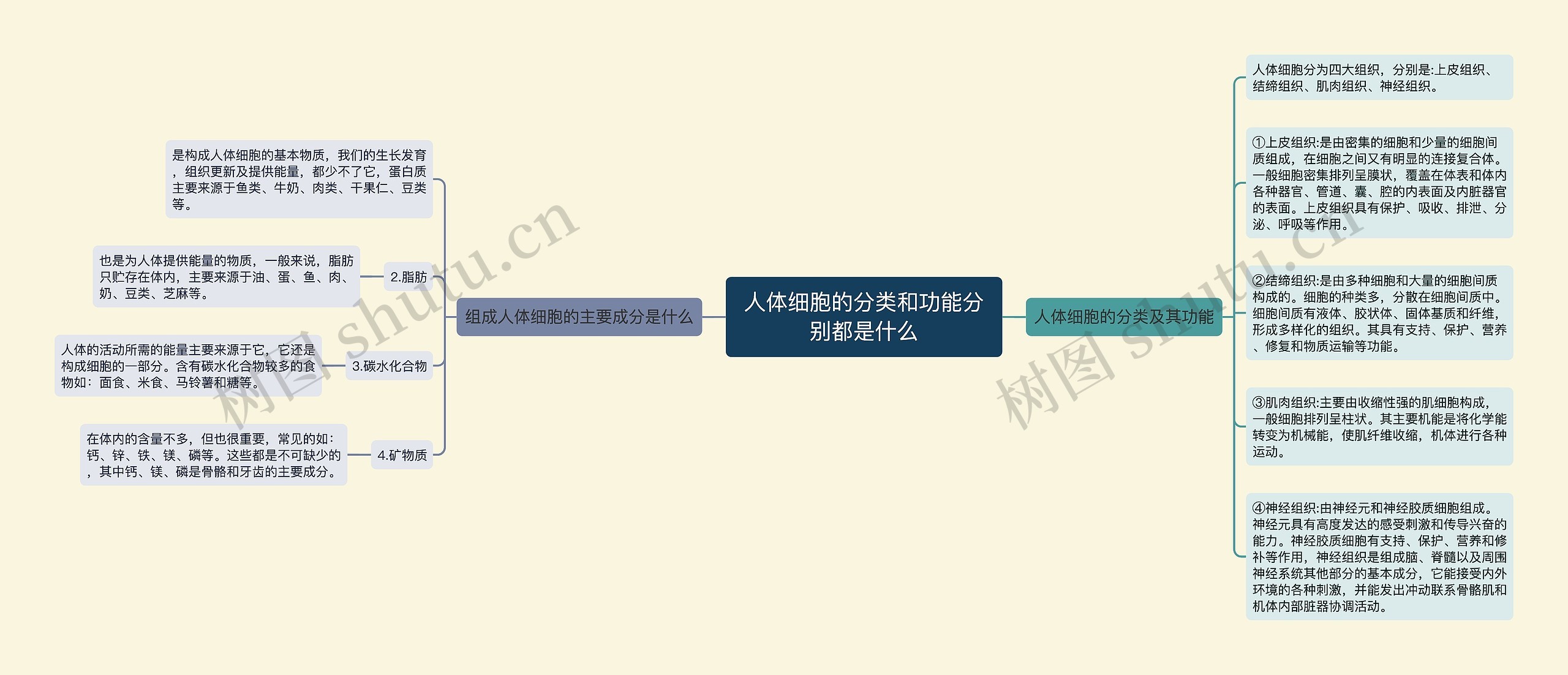 人体细胞的分类和功能分别都是什么