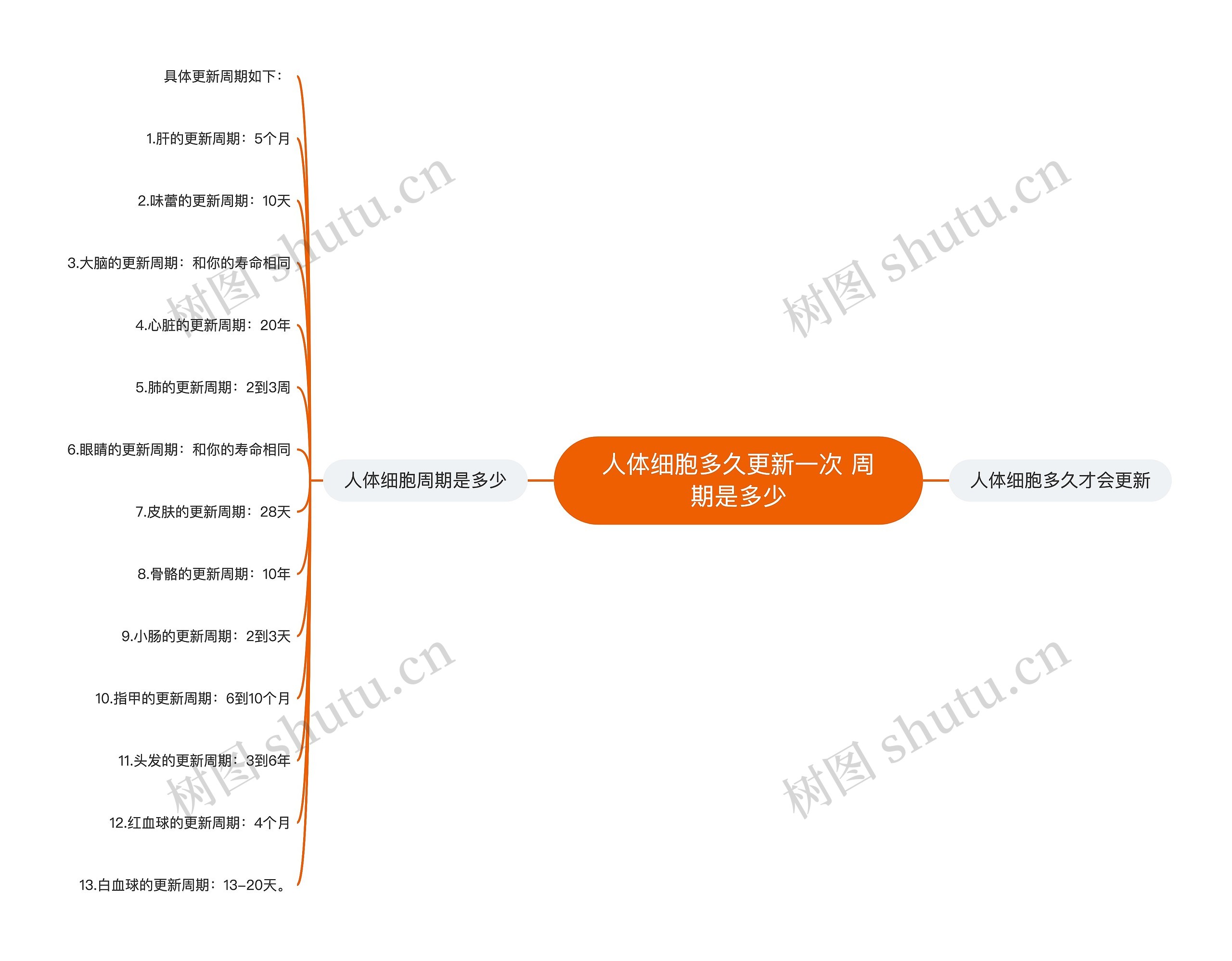 人体细胞多久更新一次 周期是多少思维导图