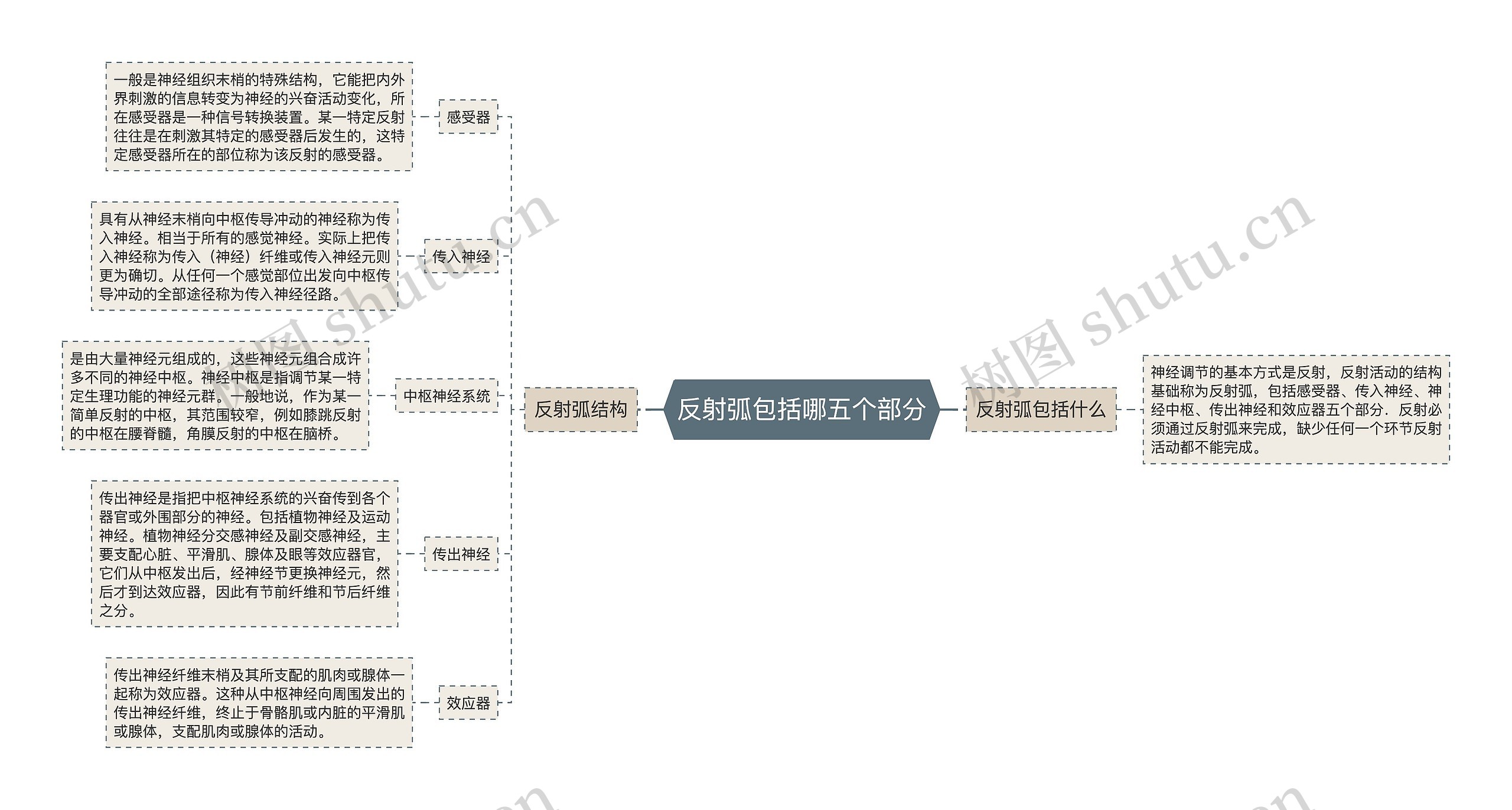 反射弧包括哪五个部分