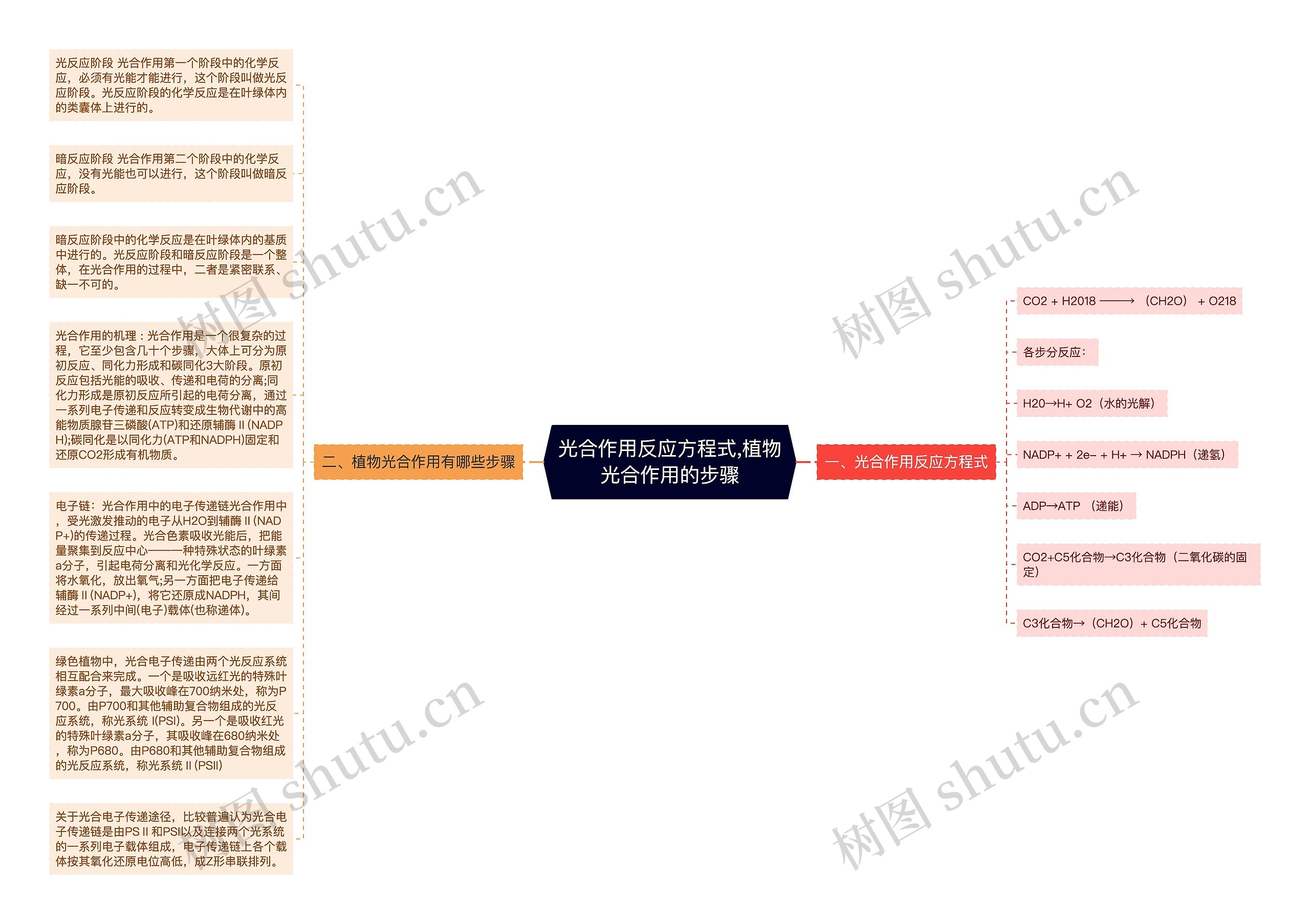 光合作用反应方程式,植物光合作用的步骤
