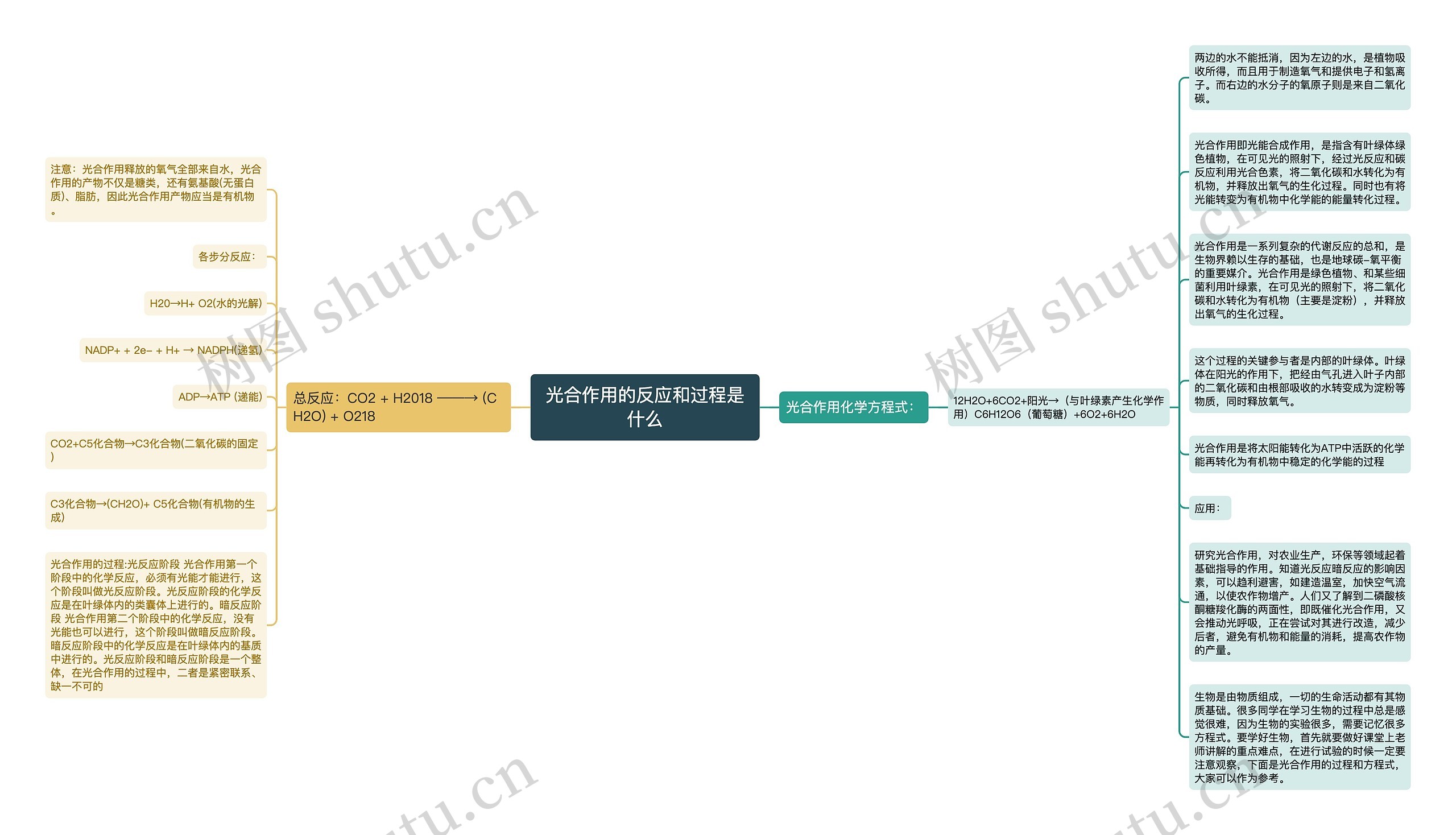 光合作用的反应和过程是什么