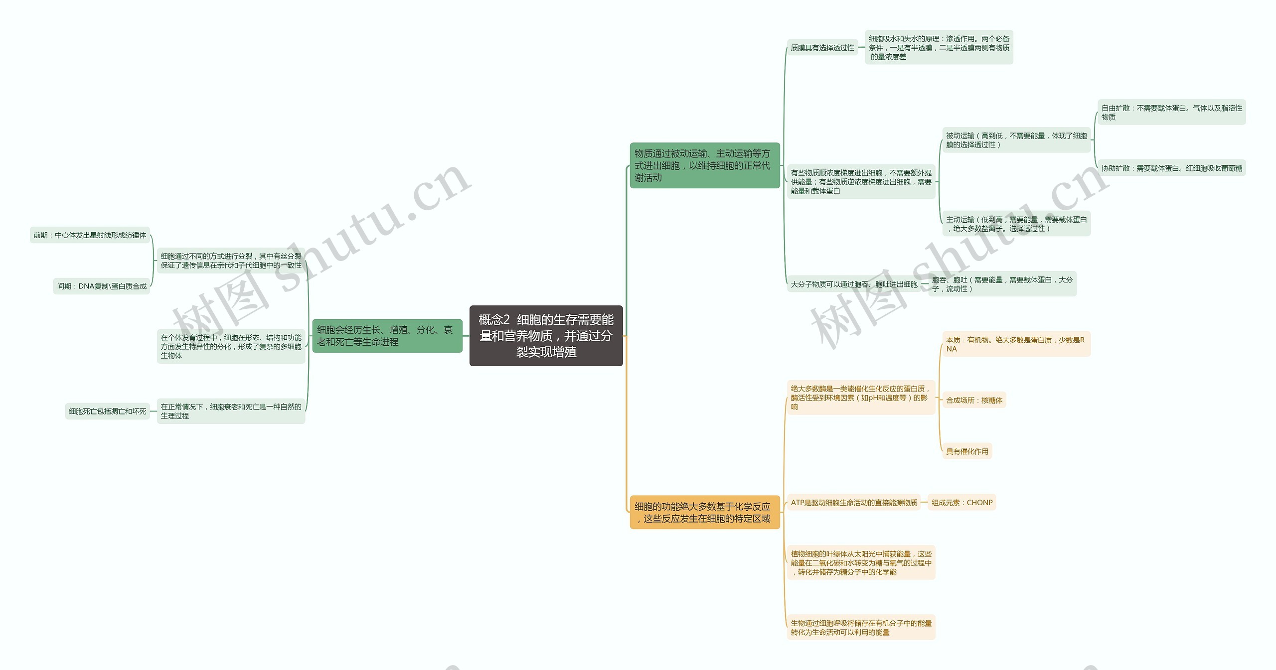 概念2  细胞的生存需要能量和营养物质，并通过分裂实现增殖