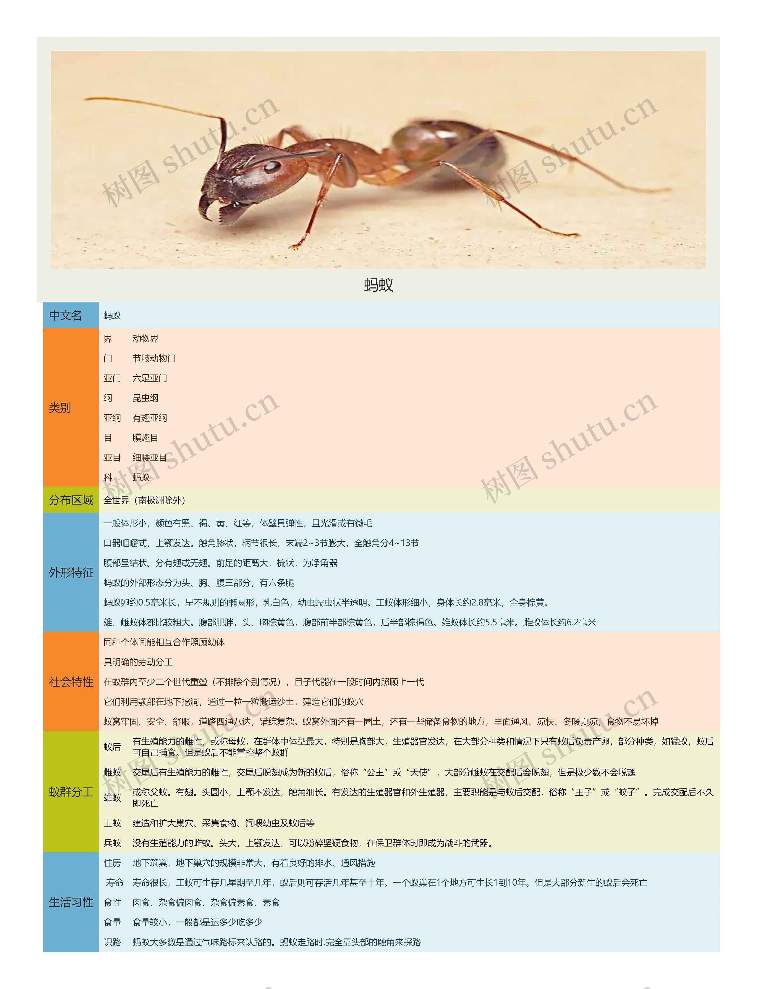 蚂蚁介绍思维导图高清图 蚂蚁介绍思维导图