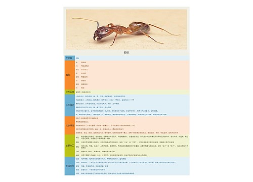 昆虫记昆虫图鉴专辑-2
