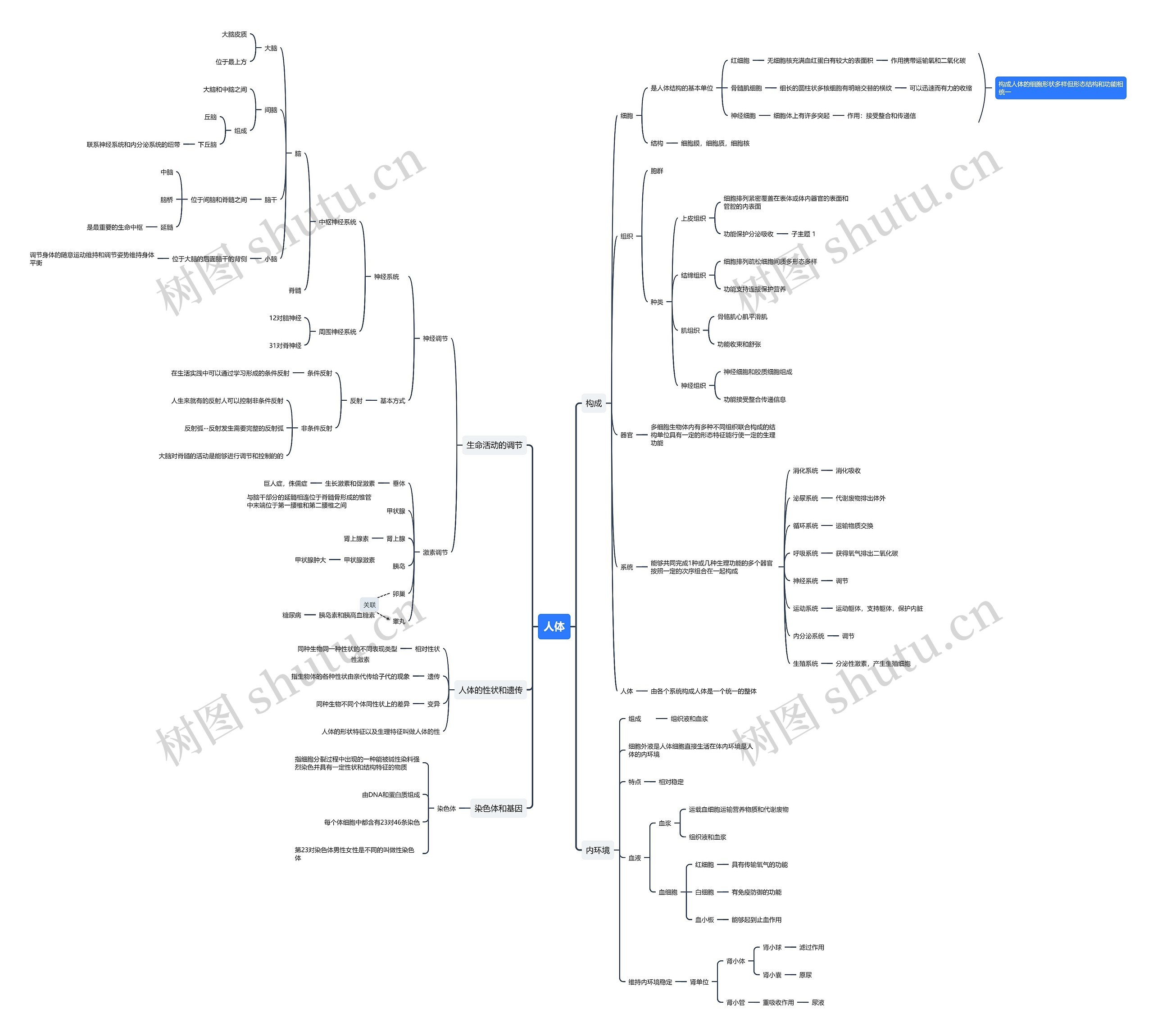 人体思维导图