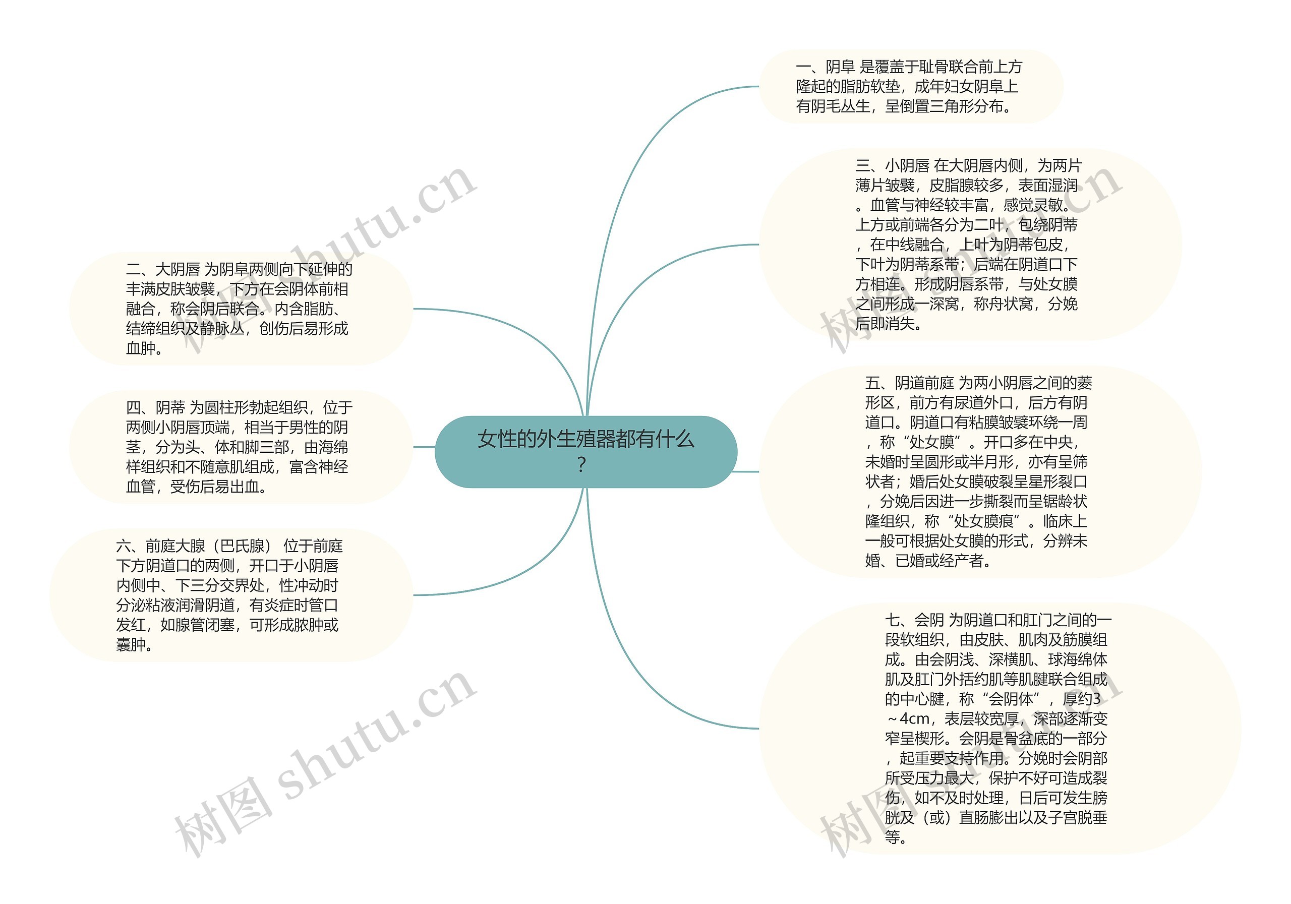 女性的外生殖器都有什么？思维导图