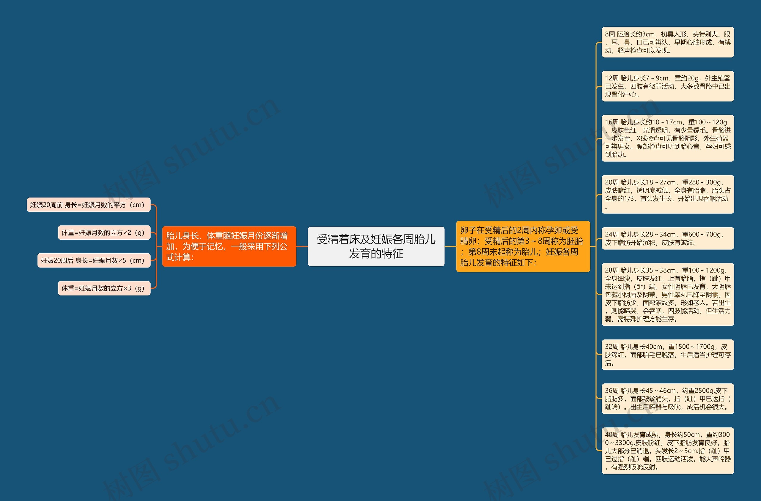 受精着床及妊娠各周胎儿发育的特征思维导图