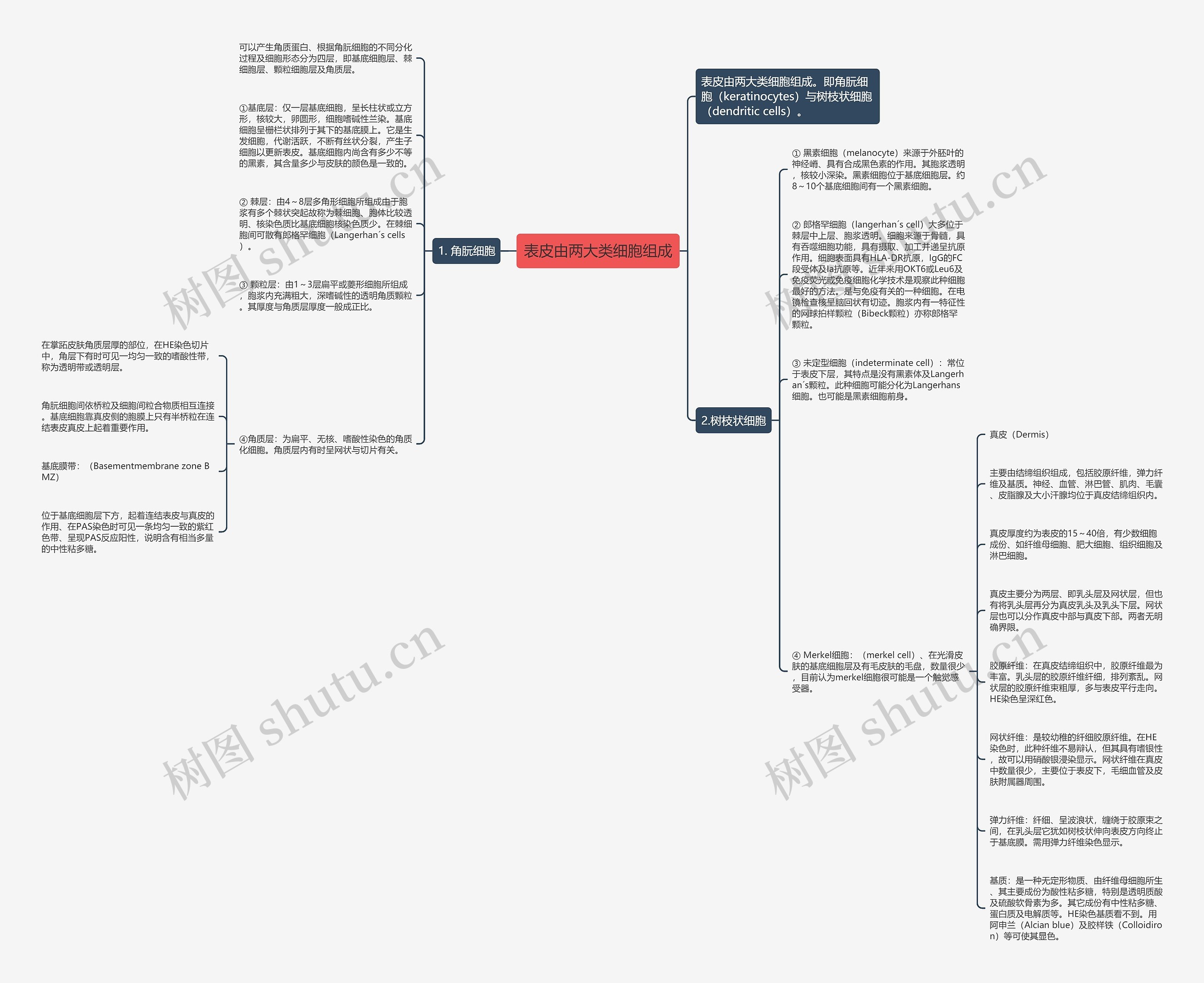 表皮由两大类细胞组成 表皮由两大类细胞组成