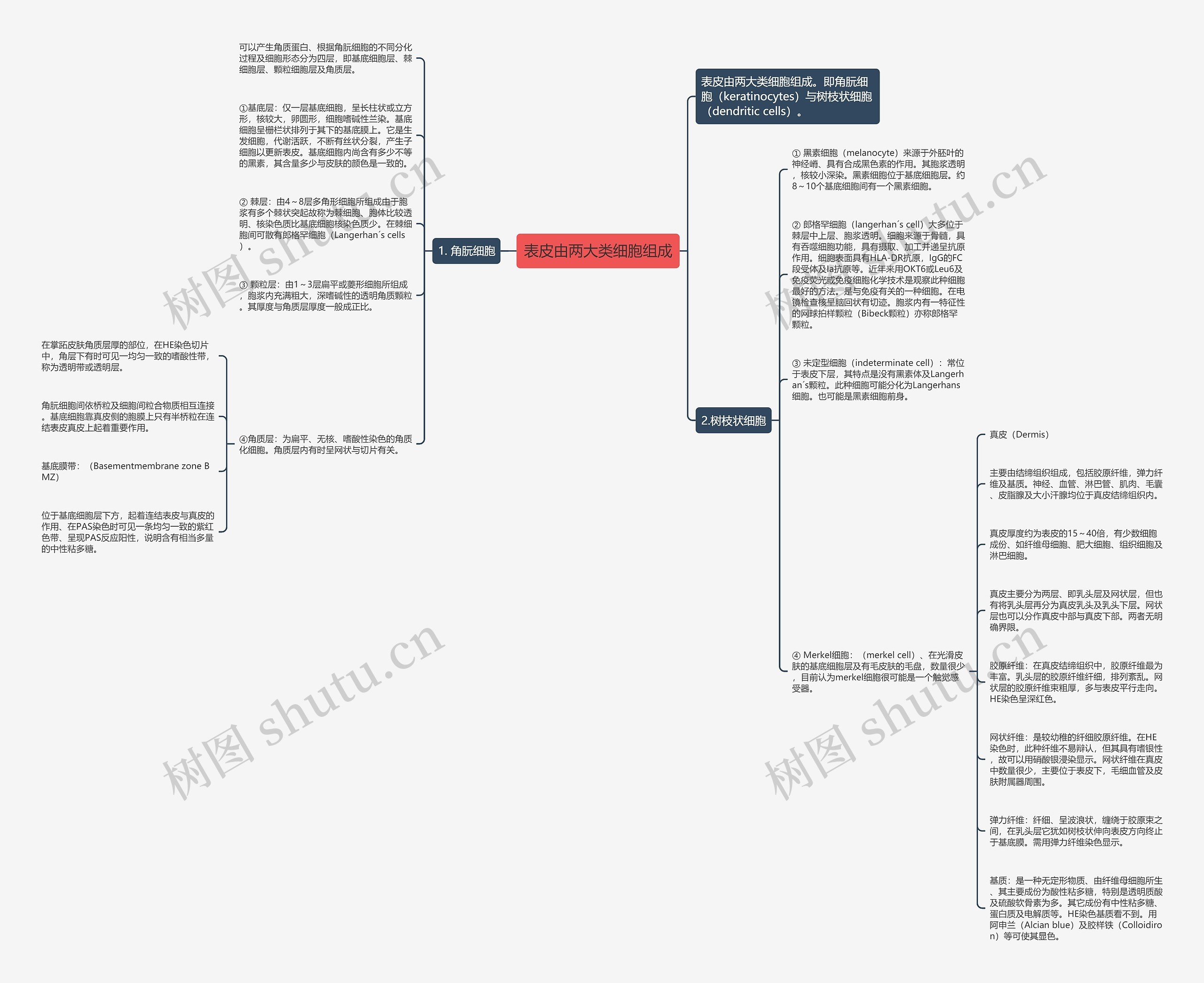 表皮由两大类细胞组成思维导图