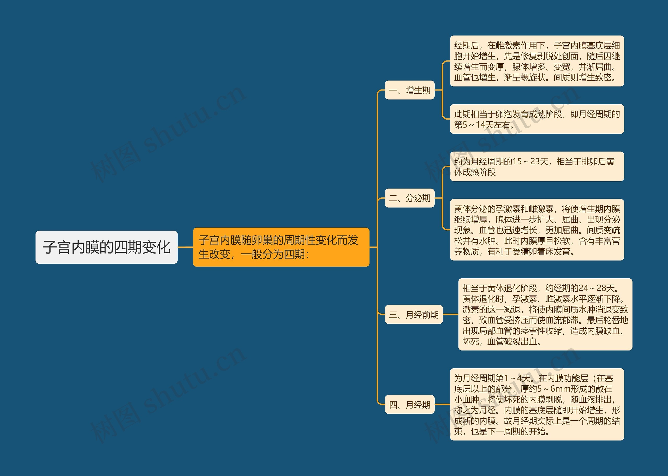 子宫内膜的四期变化思维导图