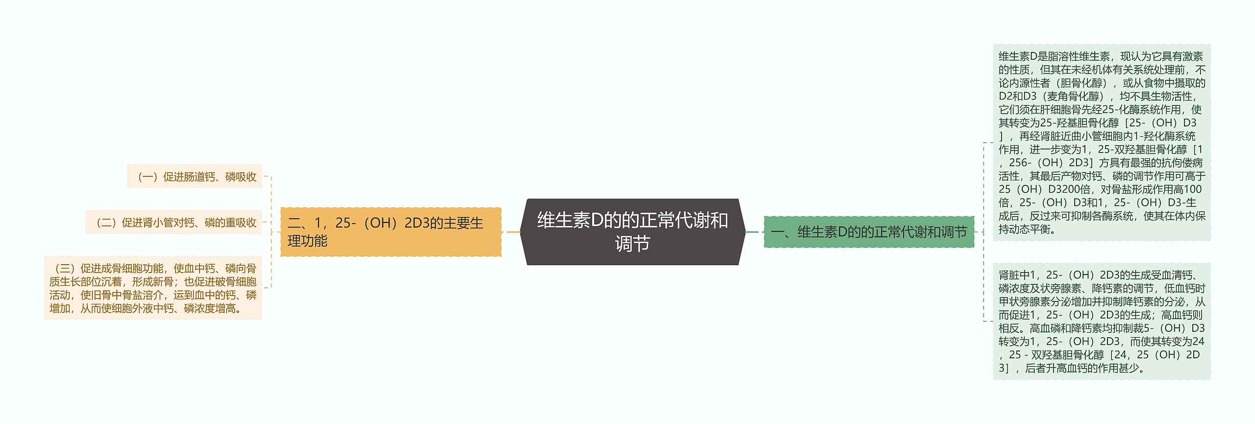 维生素D的的正常代谢和调节 维生素D的的正常代谢和调节