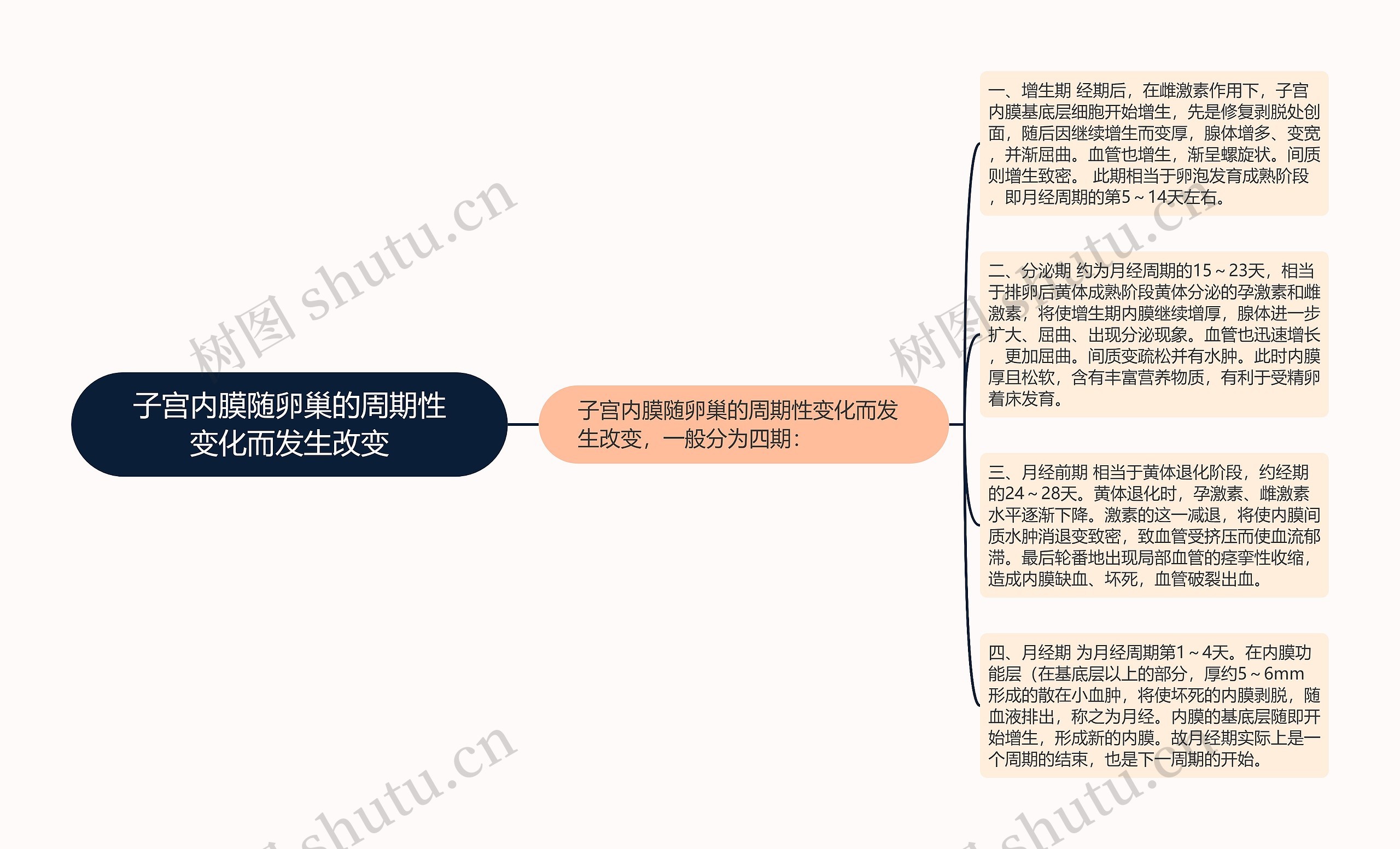 子宫内膜随卵巢的周期性变化而发生改变思维导图