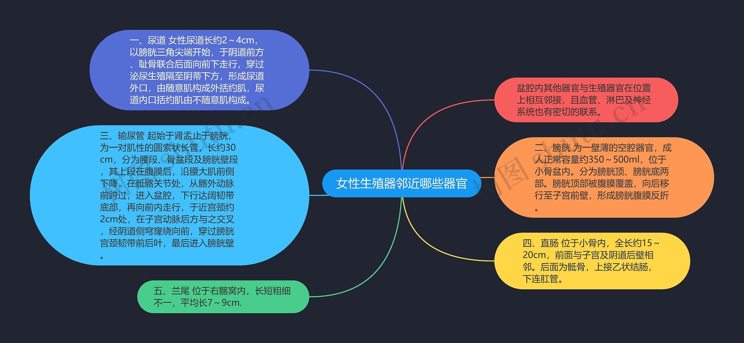 女性生殖器邻近哪些器官思维导图