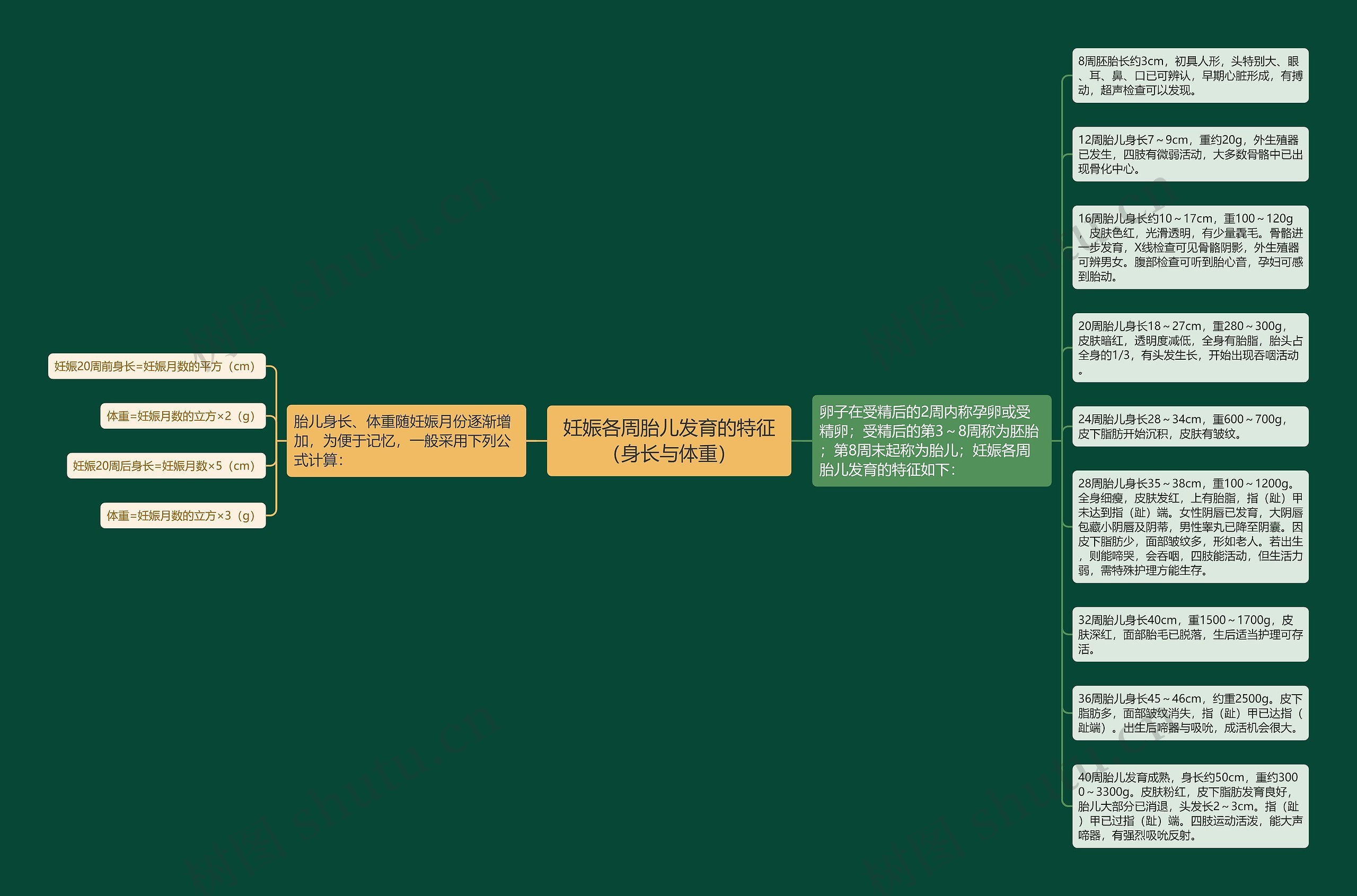 妊娠各周胎儿发育的特征（身长与体重）思维导图