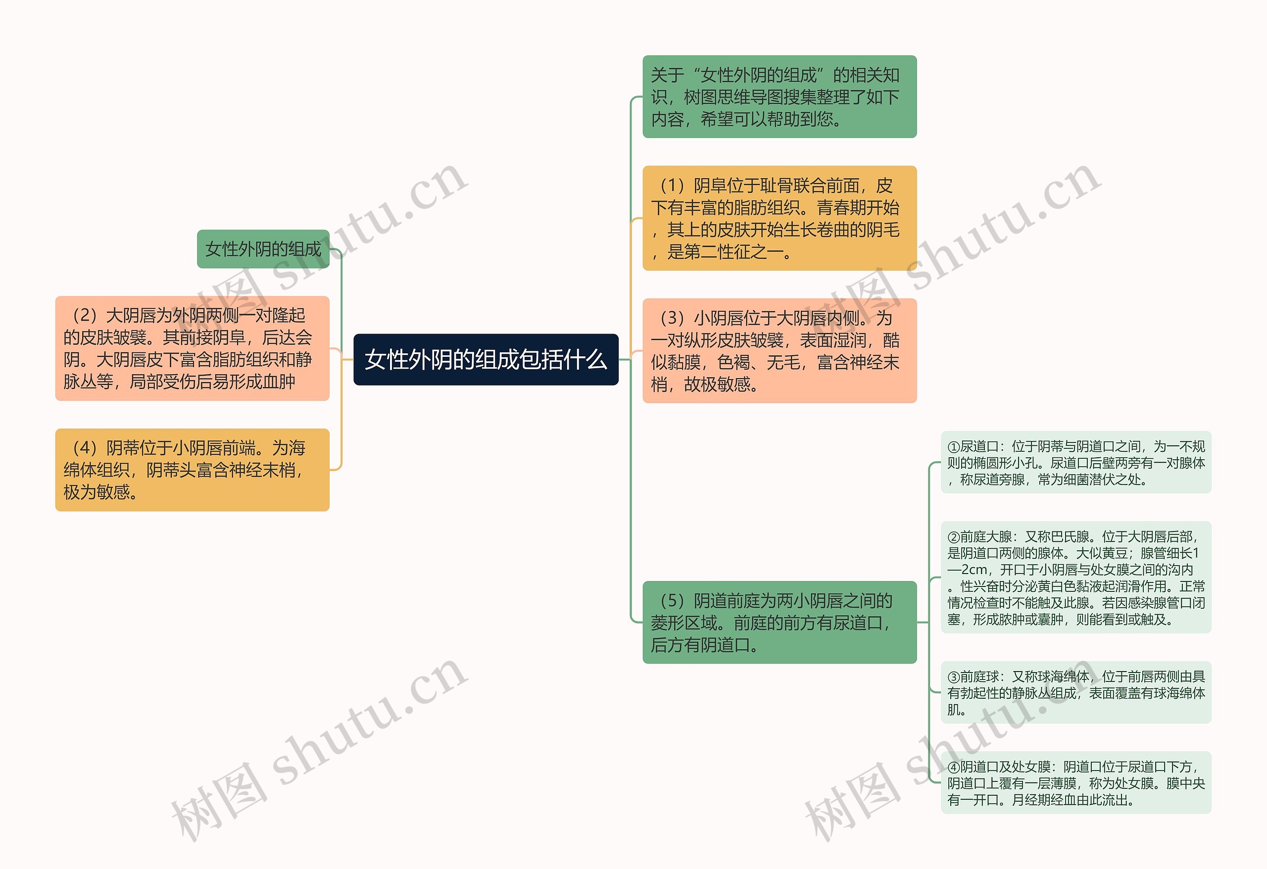 女性外阴的组成包括什么