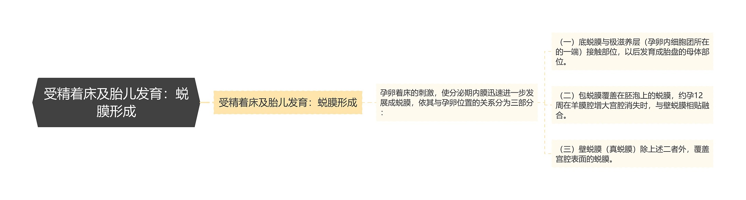 受精着床及胎儿发育:蜕膜形成 受精着床及胎儿发育:蜕膜形成
