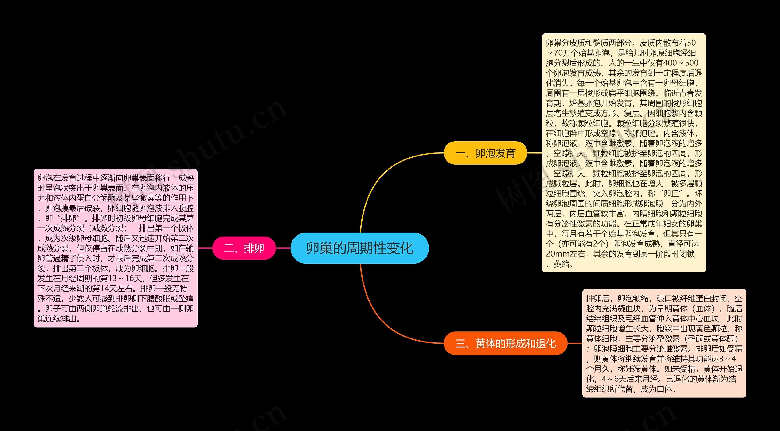 卵巢的周期性变化 卵巢的周期性变化
