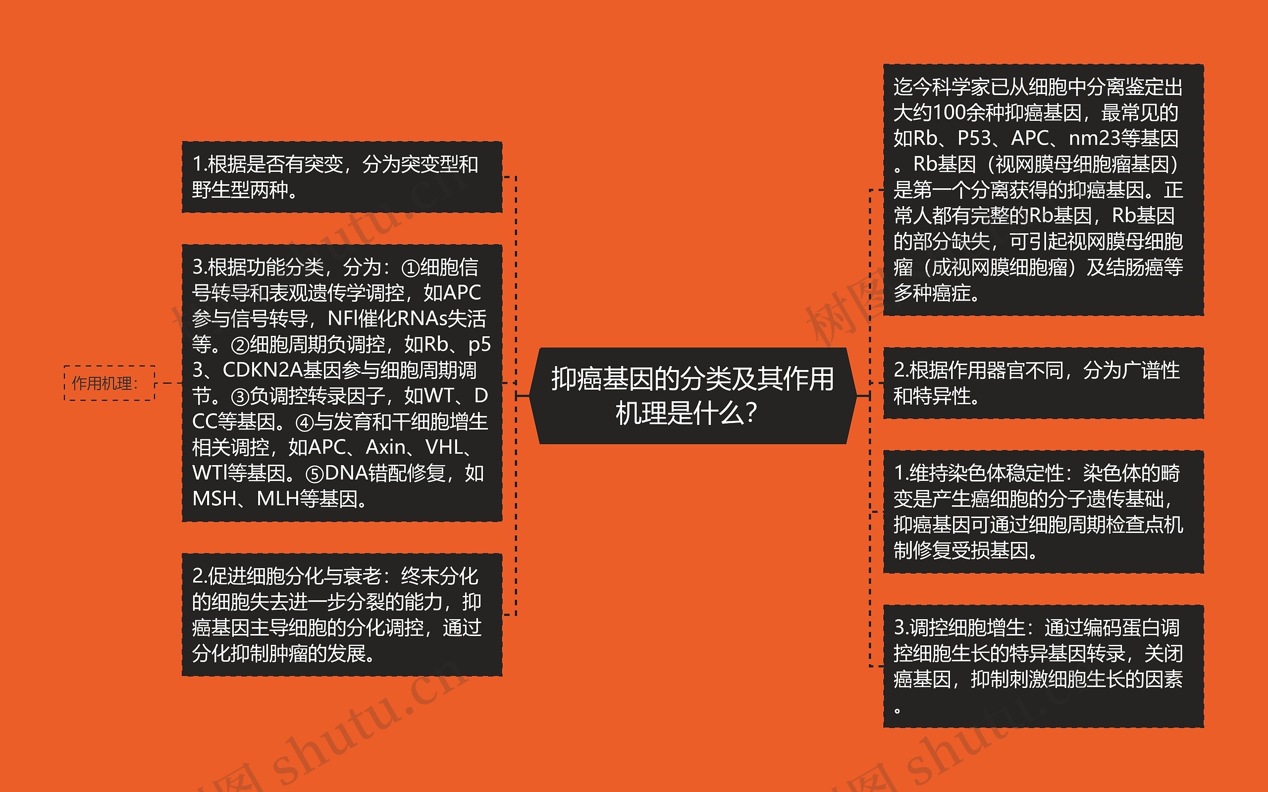 抑癌基因的分类及其作用机理是什么? 抑癌基因的分类及其作用机理是什么?