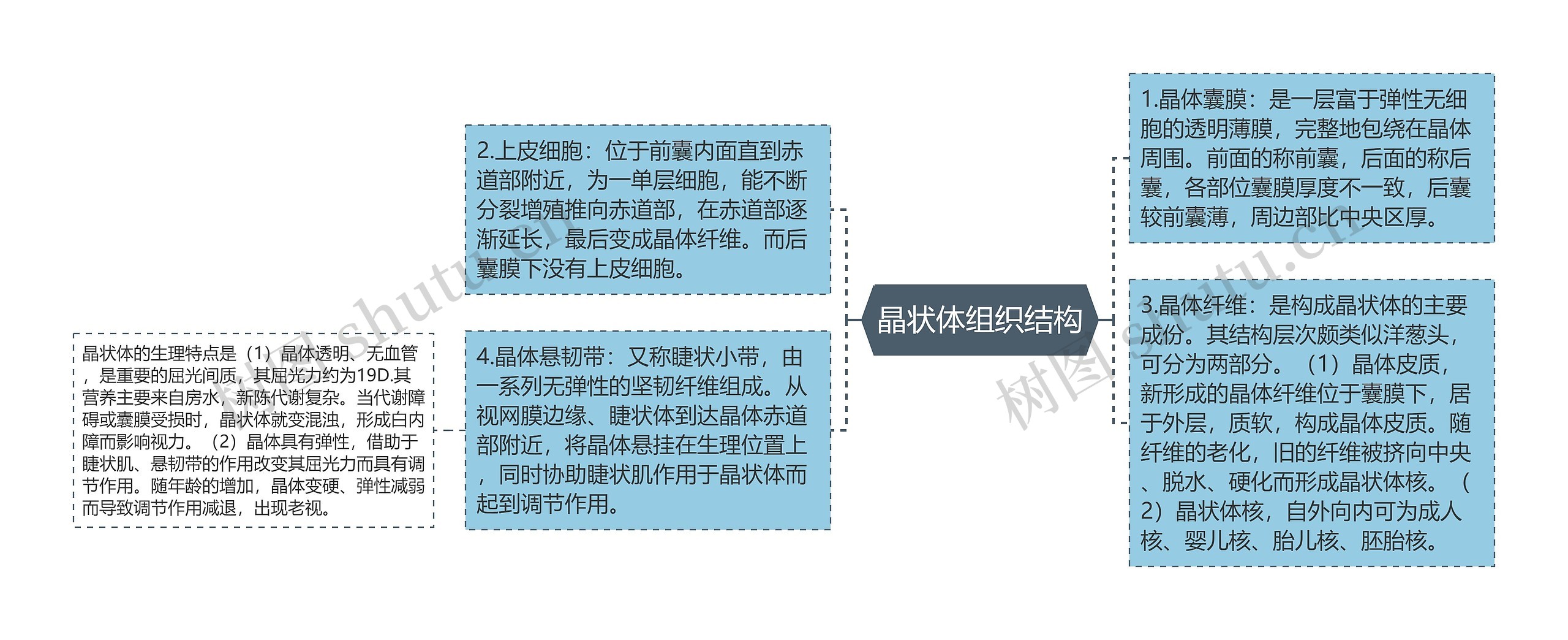 晶状体组织结构