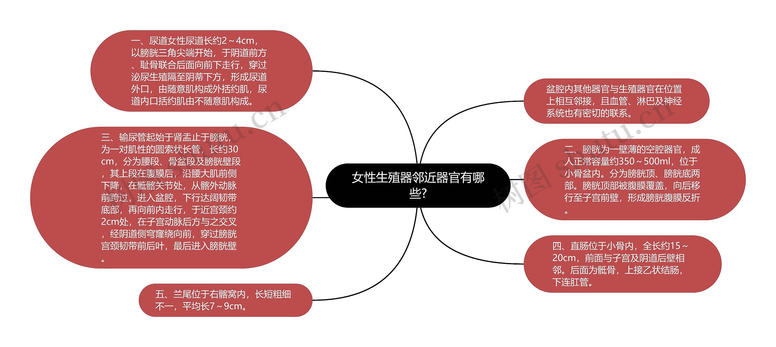 女性生殖器邻近器官有哪些?思维导图