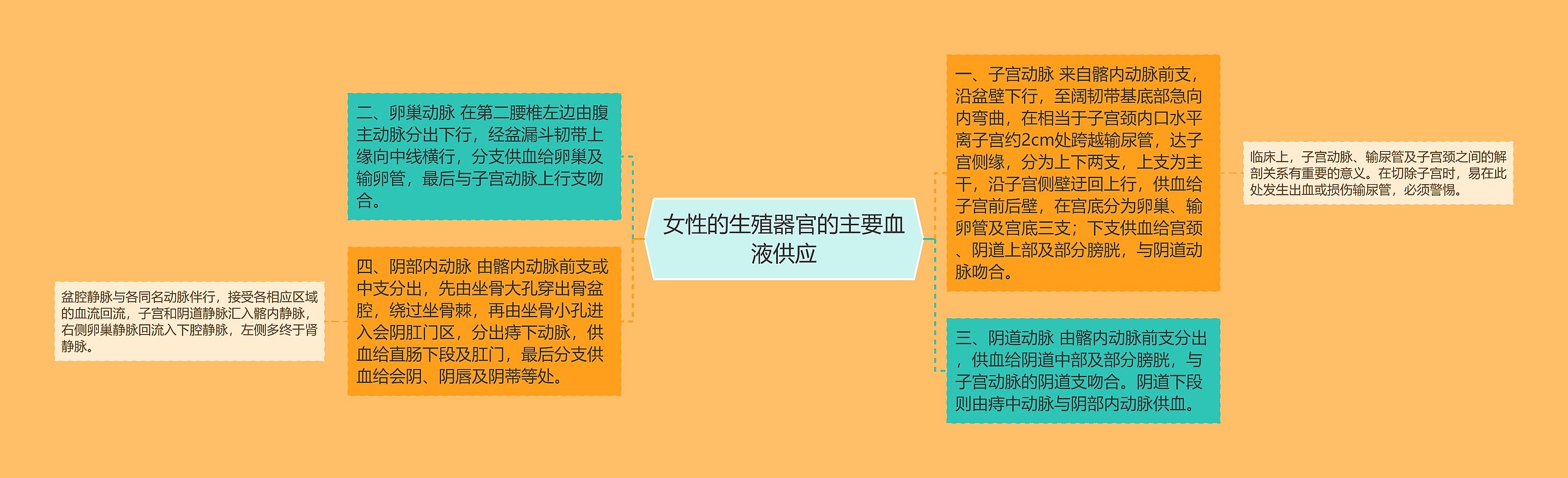 女性的生殖器官的主要血液供应 女性的生殖器官的主要血液供应