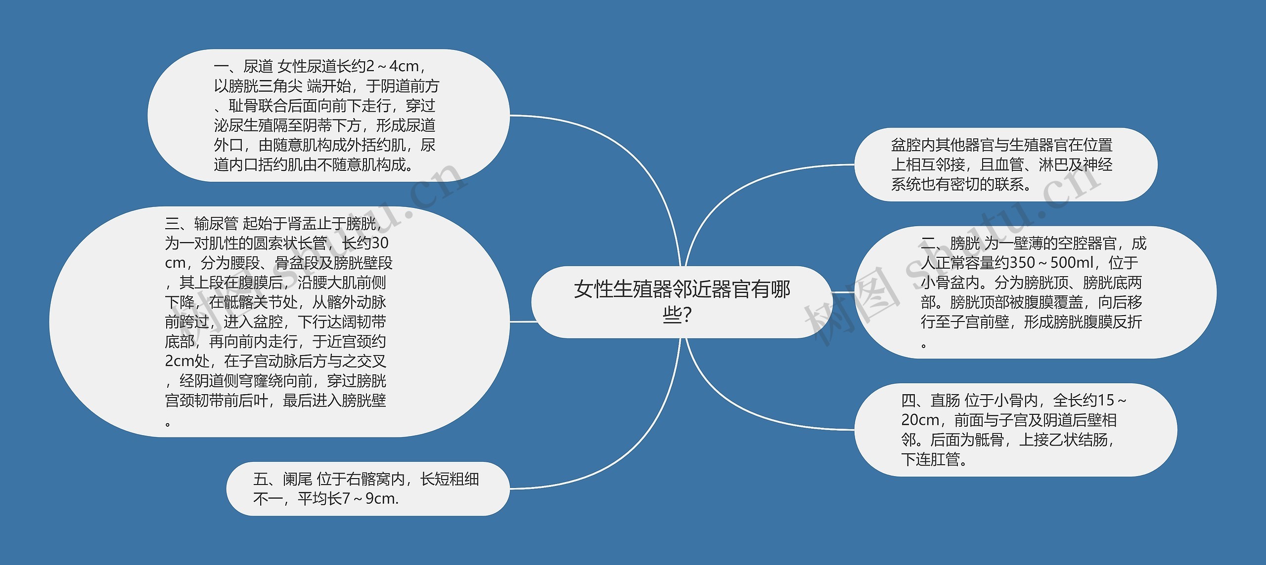 女性生殖器邻近器官有哪些？思维导图