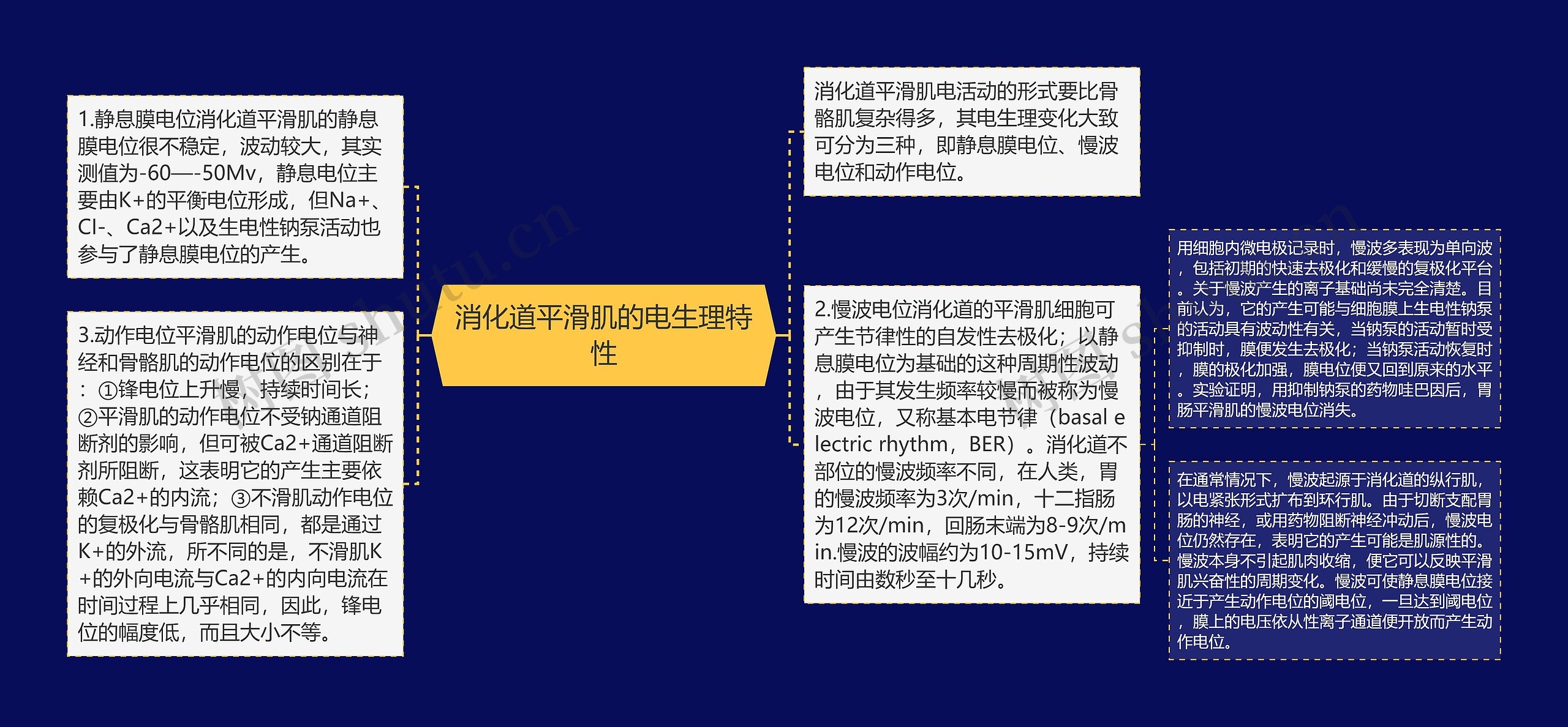 消化道平滑肌的电生理特性